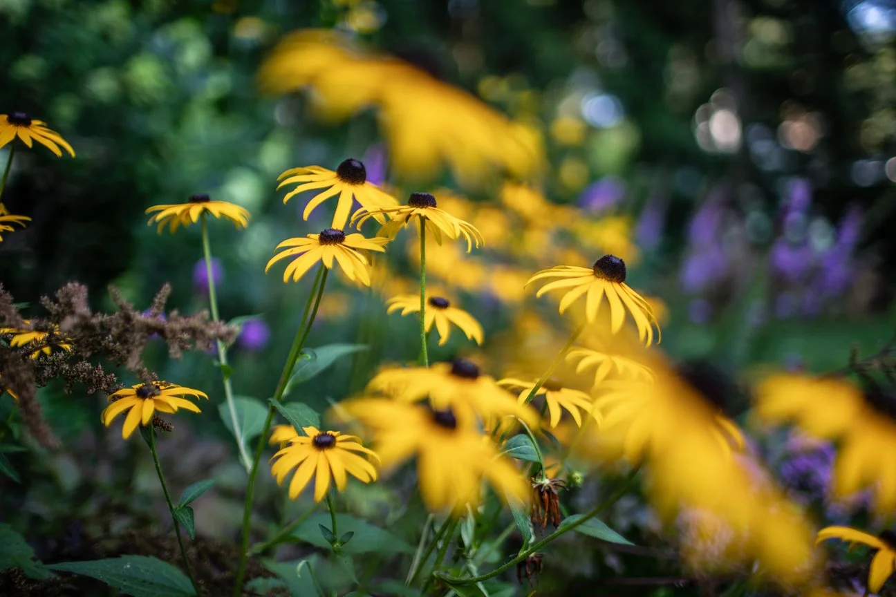 Black Eyed Susans