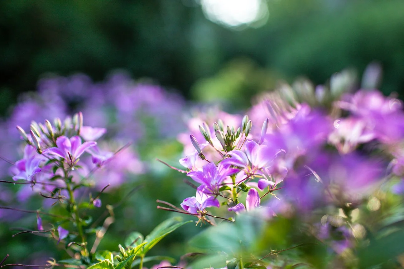 Purple spider flower