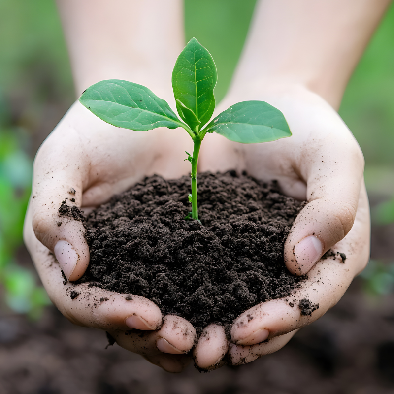 Two hands holding soil with a small green plant sprouting from it.