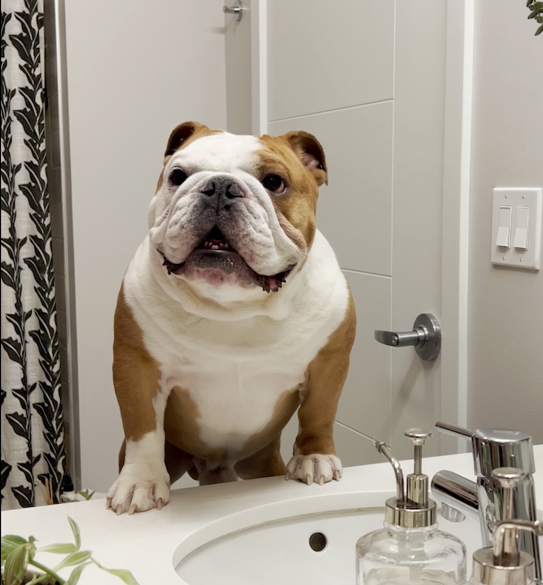 Rubble Flip the Switch