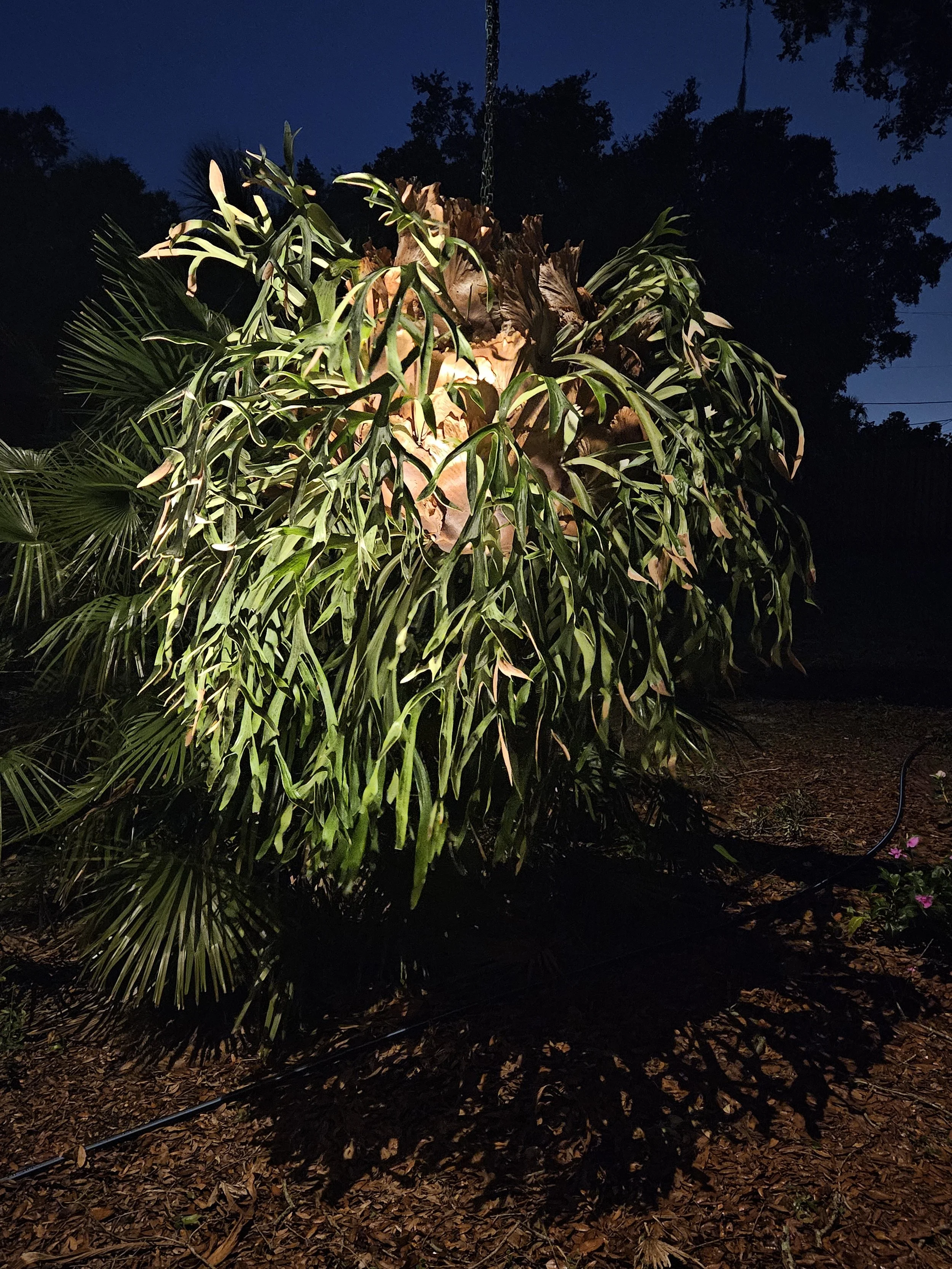 tree lighting specialist at vibe lighting fl