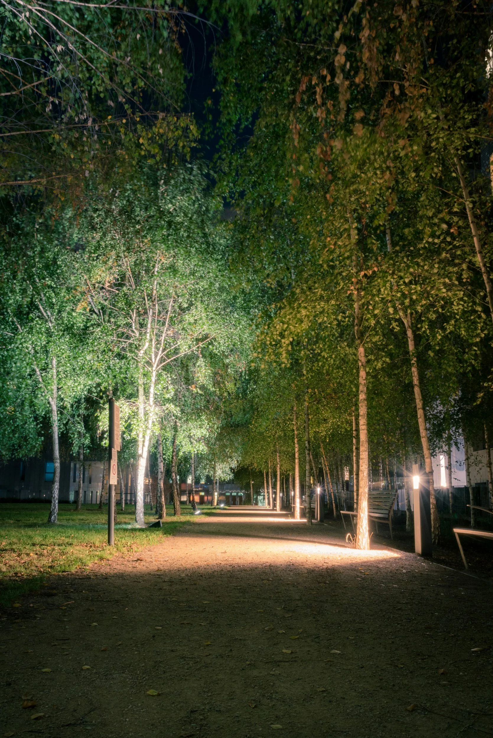 tree path lights dirt road