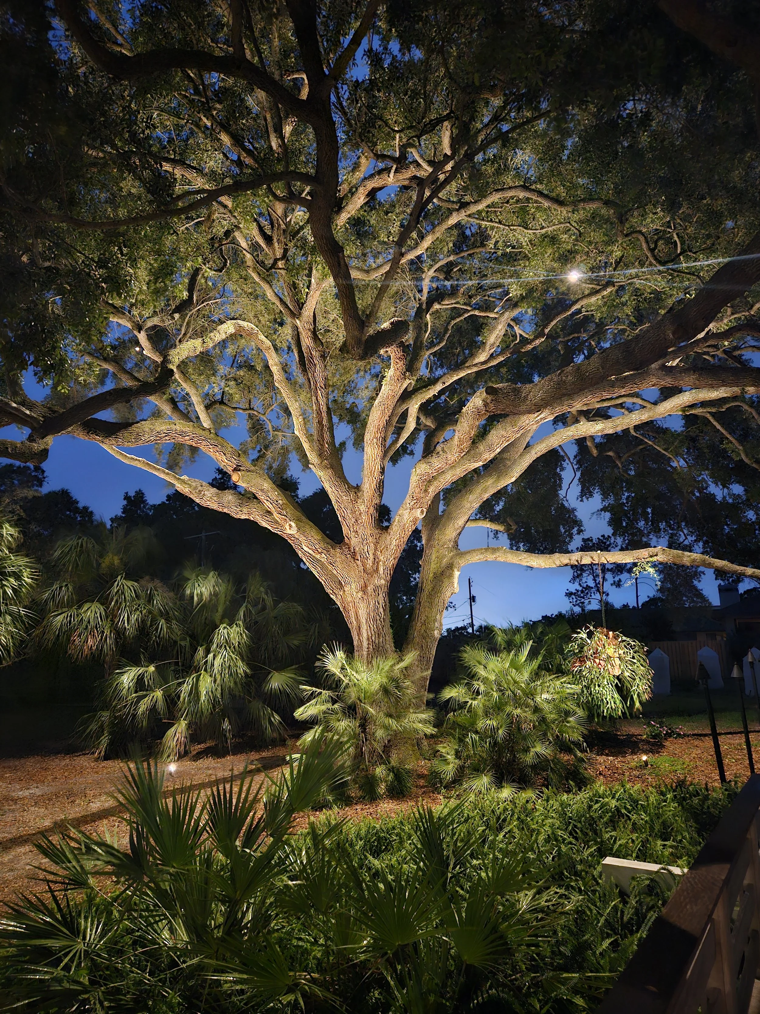 central florida landscape lighting - tree lighting - vibe lighting