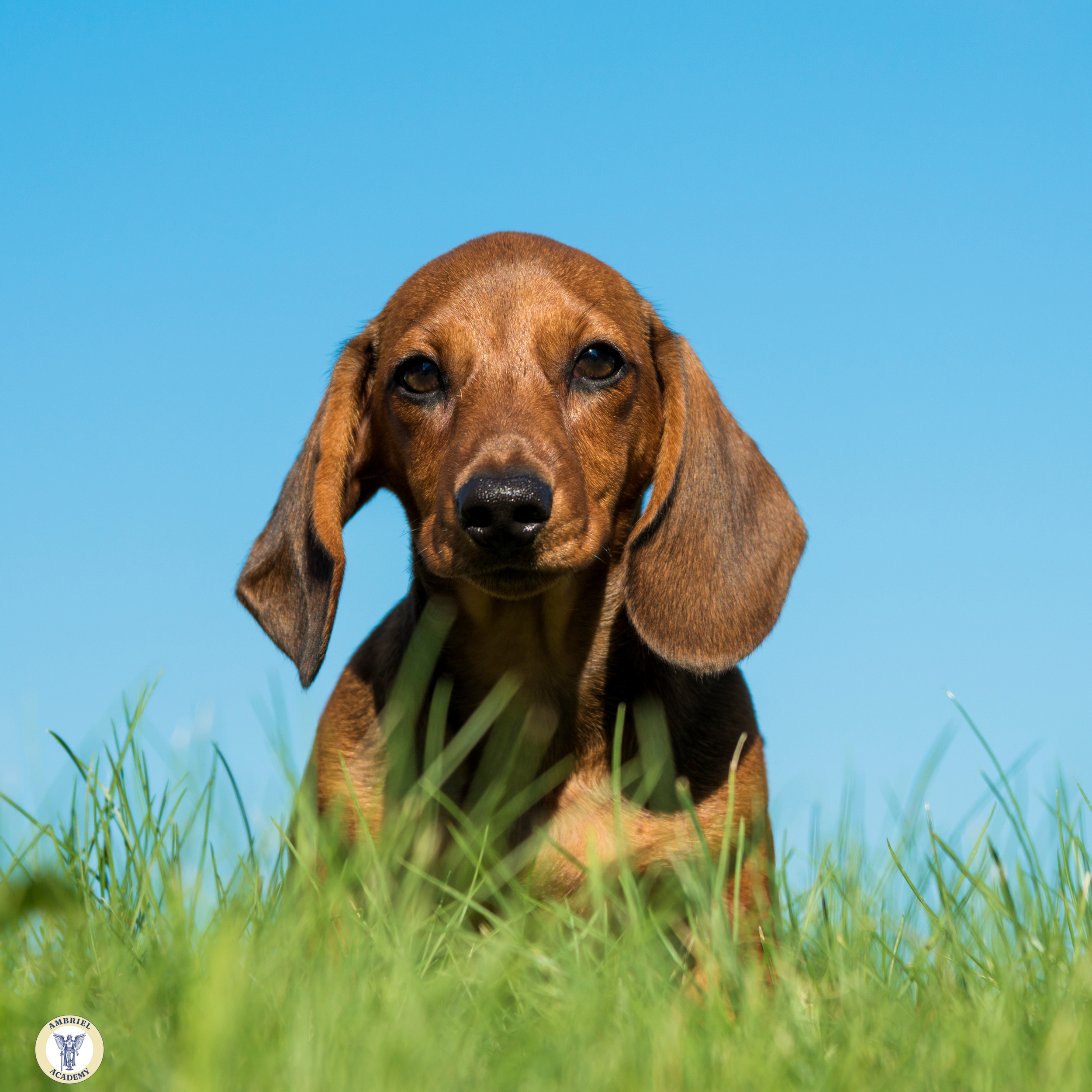 Pet Communication - with Ambriel - 60 minutes