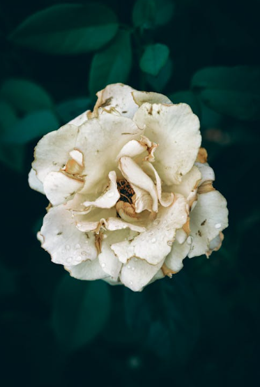 Navigating Grief, Loneliness, and Emotional Weight During the Winter Season