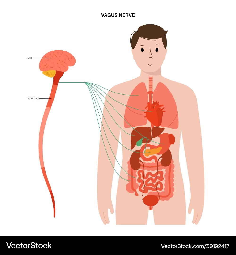 The Wanderer: Understanding the Vagus Nerve’s Role in Stress Management