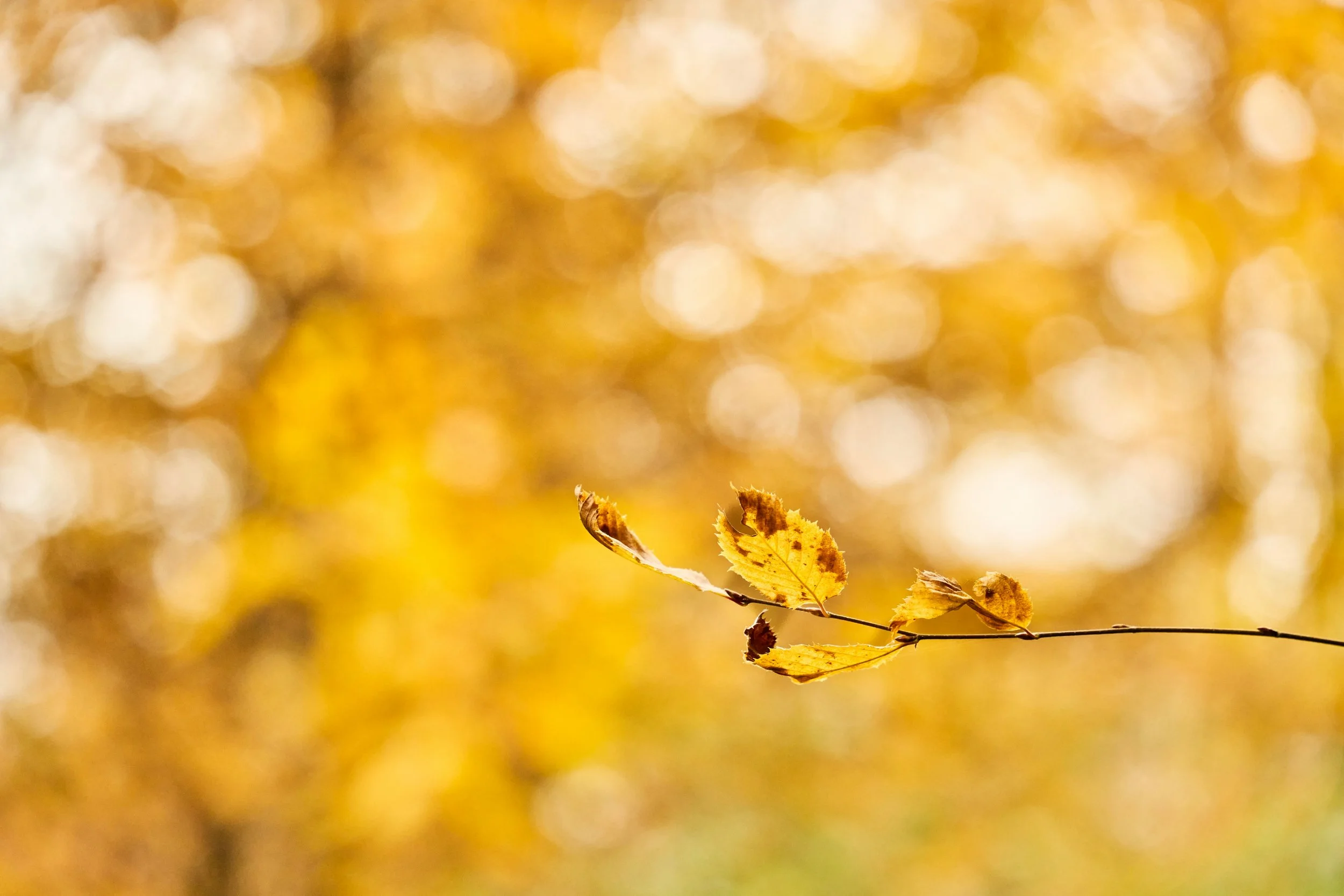 Close-up of a few yellow and brown autumn leaves on a thin branch, blurred golden background.