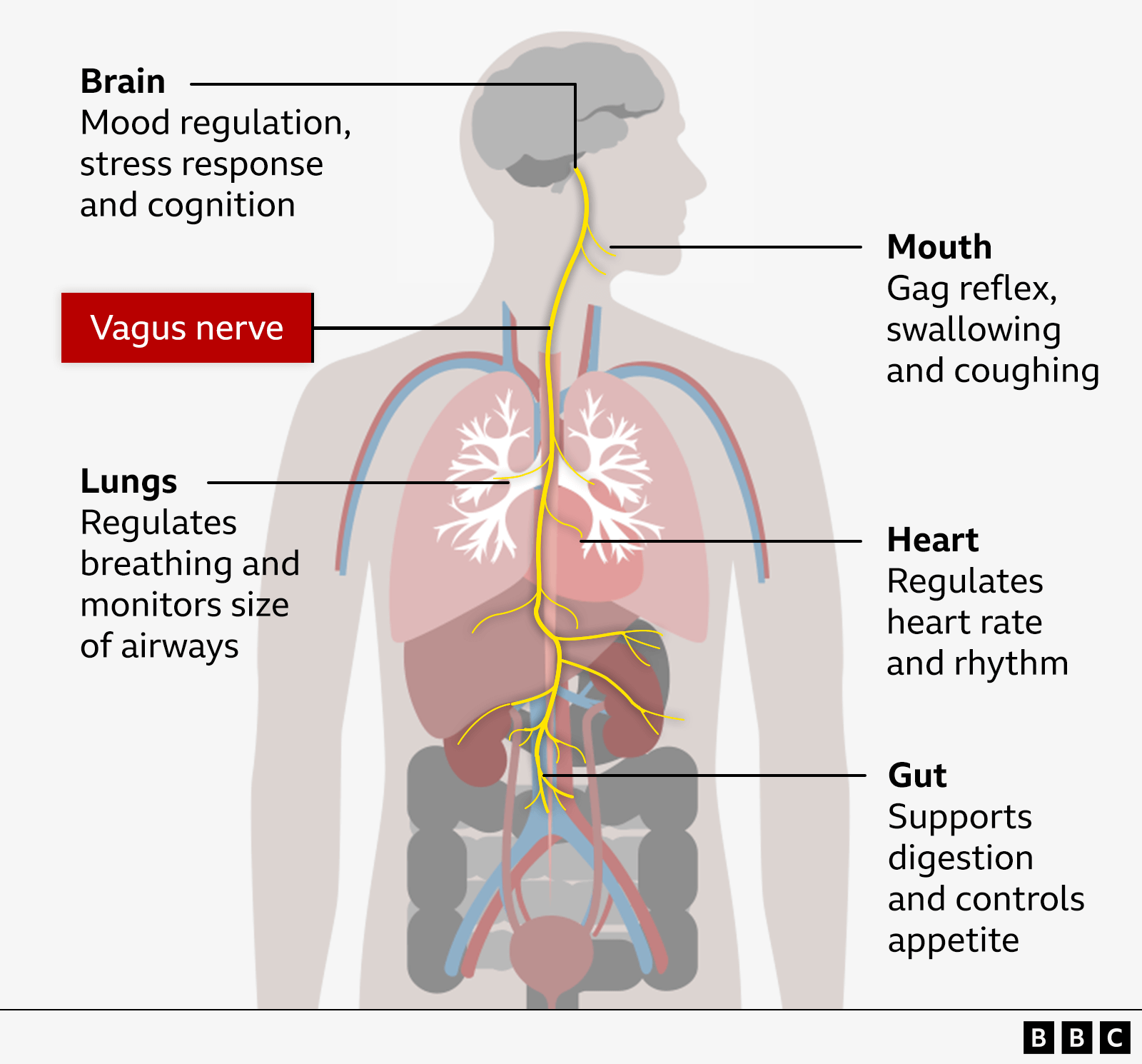 Diagram of human nervous and organ system showing the brain, mouth, lungs, heart, and gut with labels describing their functions, including mood regulation, gag reflex, breathing, heart regulation, and digestion support.