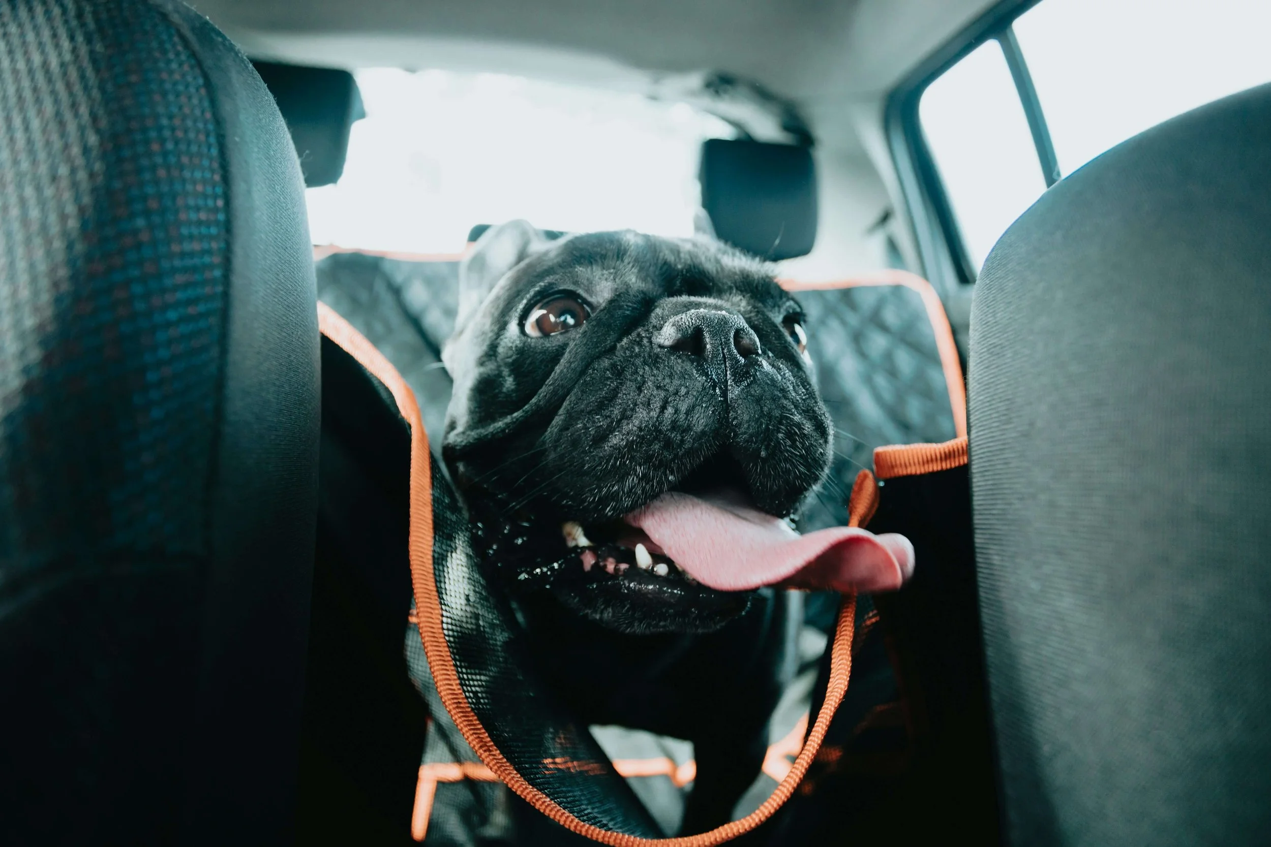 The Complete Guide to Keeping Your Dog Safe in the Car
