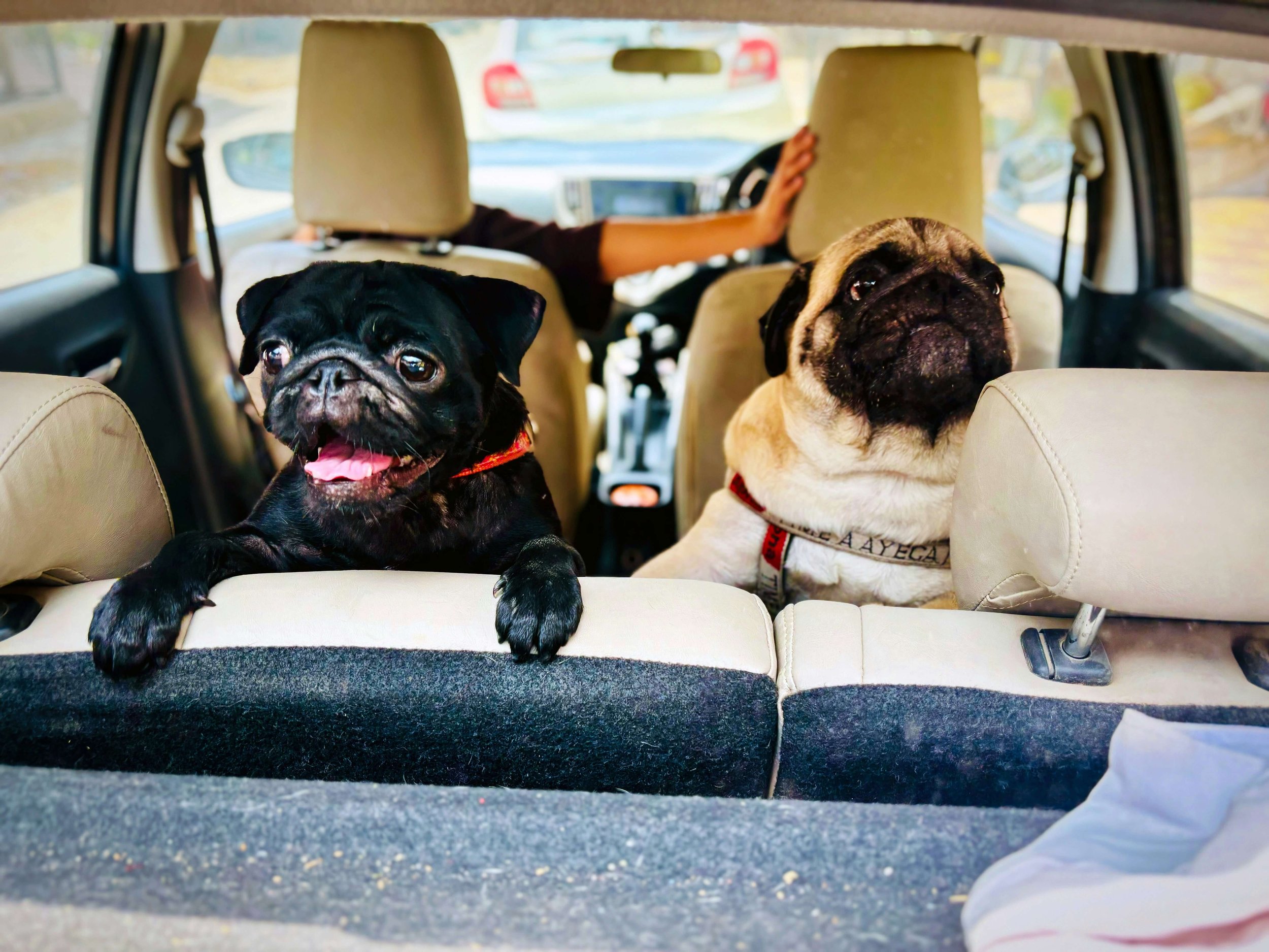 How to Check on Your Dog Without Taking Your Eyes Off the Road