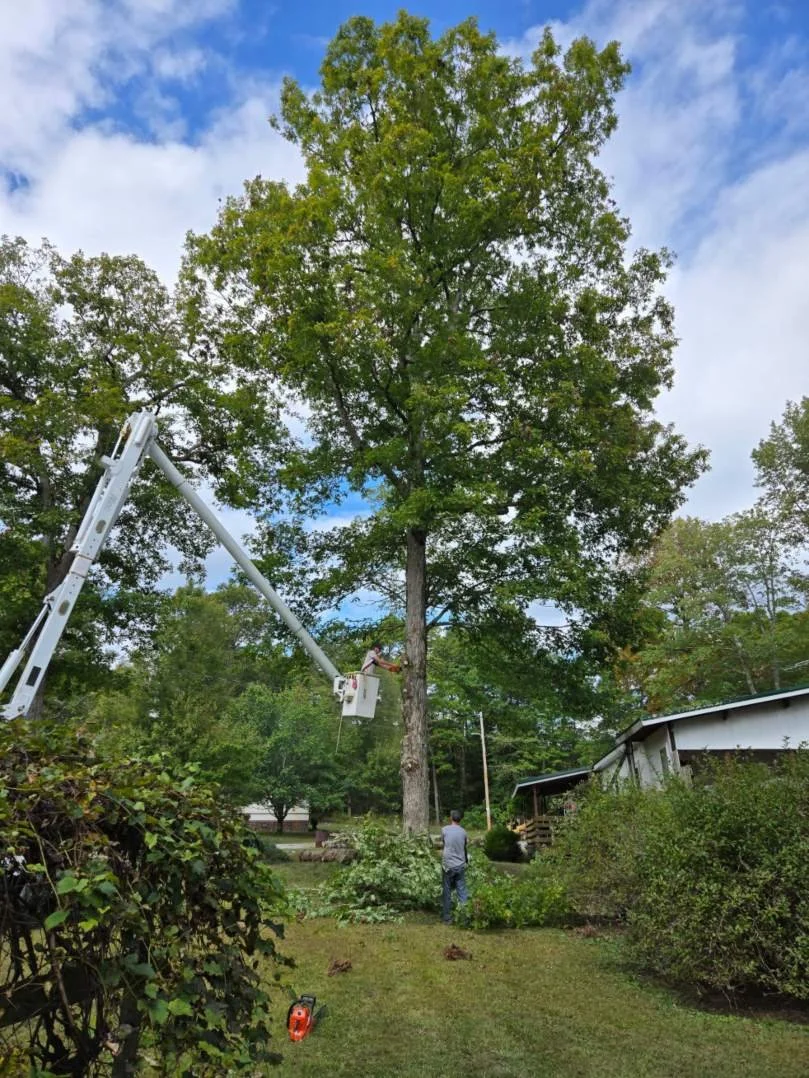 king-excavation-and-tree-services-project (7)v (1).jpg