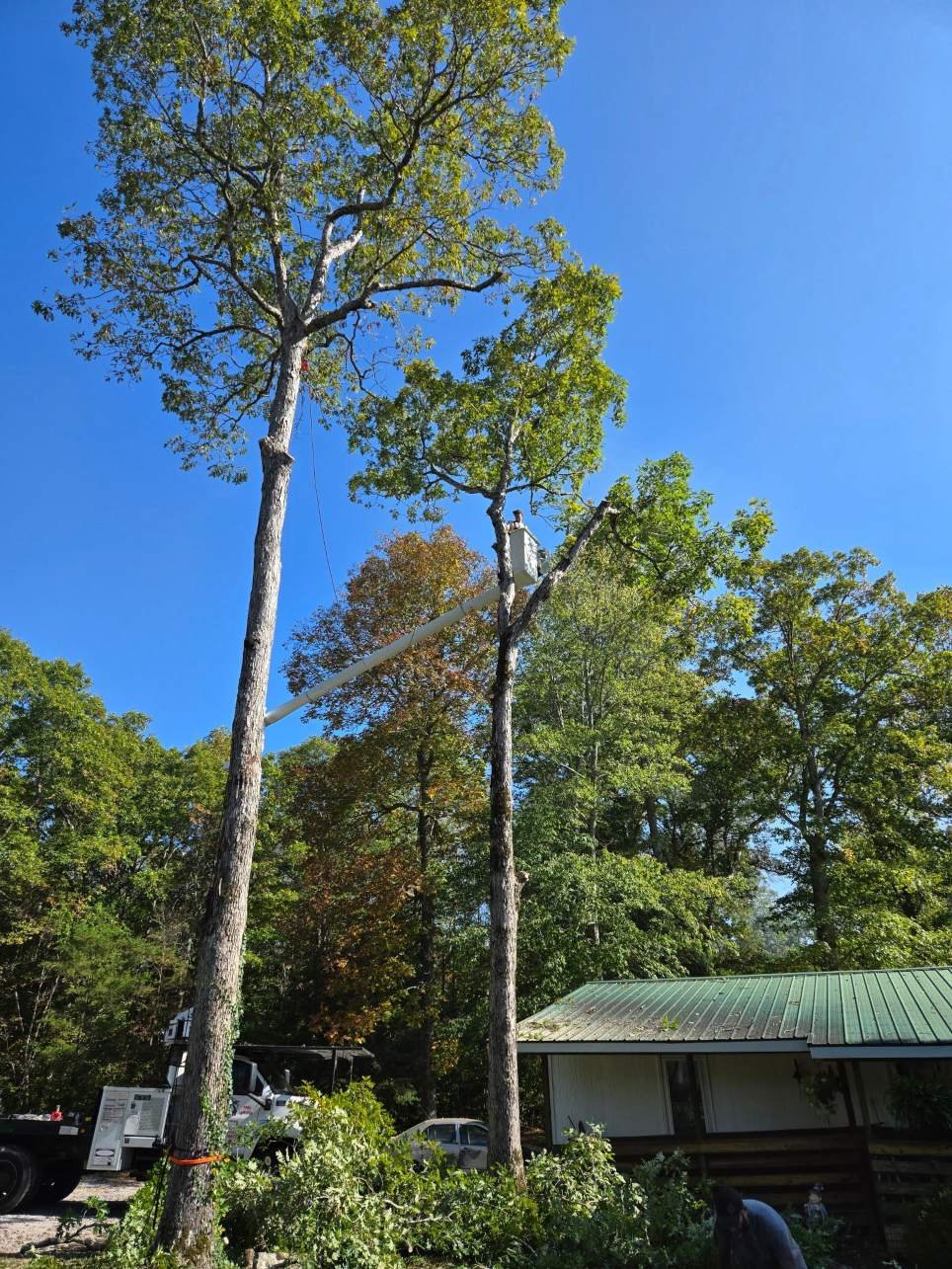 king-excavation-and-tree-services-project (1).jpg