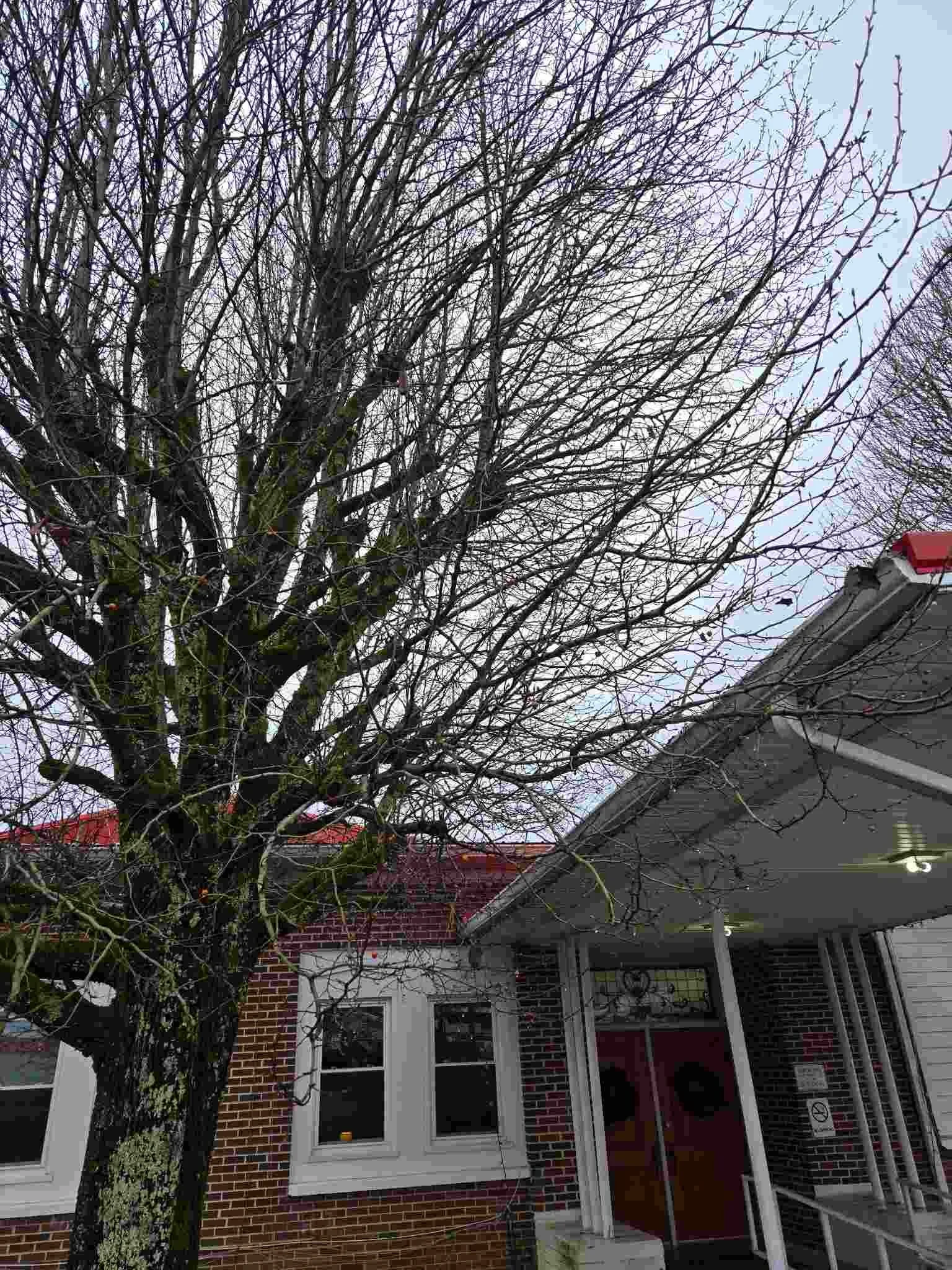 Tree trimming in Altamont, TN to provide safe clearance around utility lines