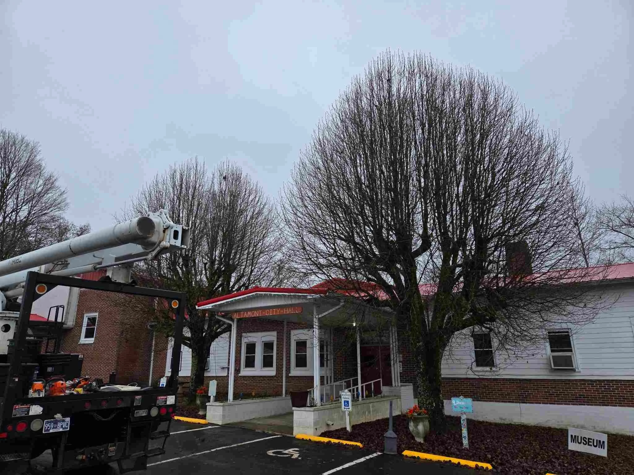 Overgrown Bradford Pear trees before trimming near City Hall in Altamont, TN