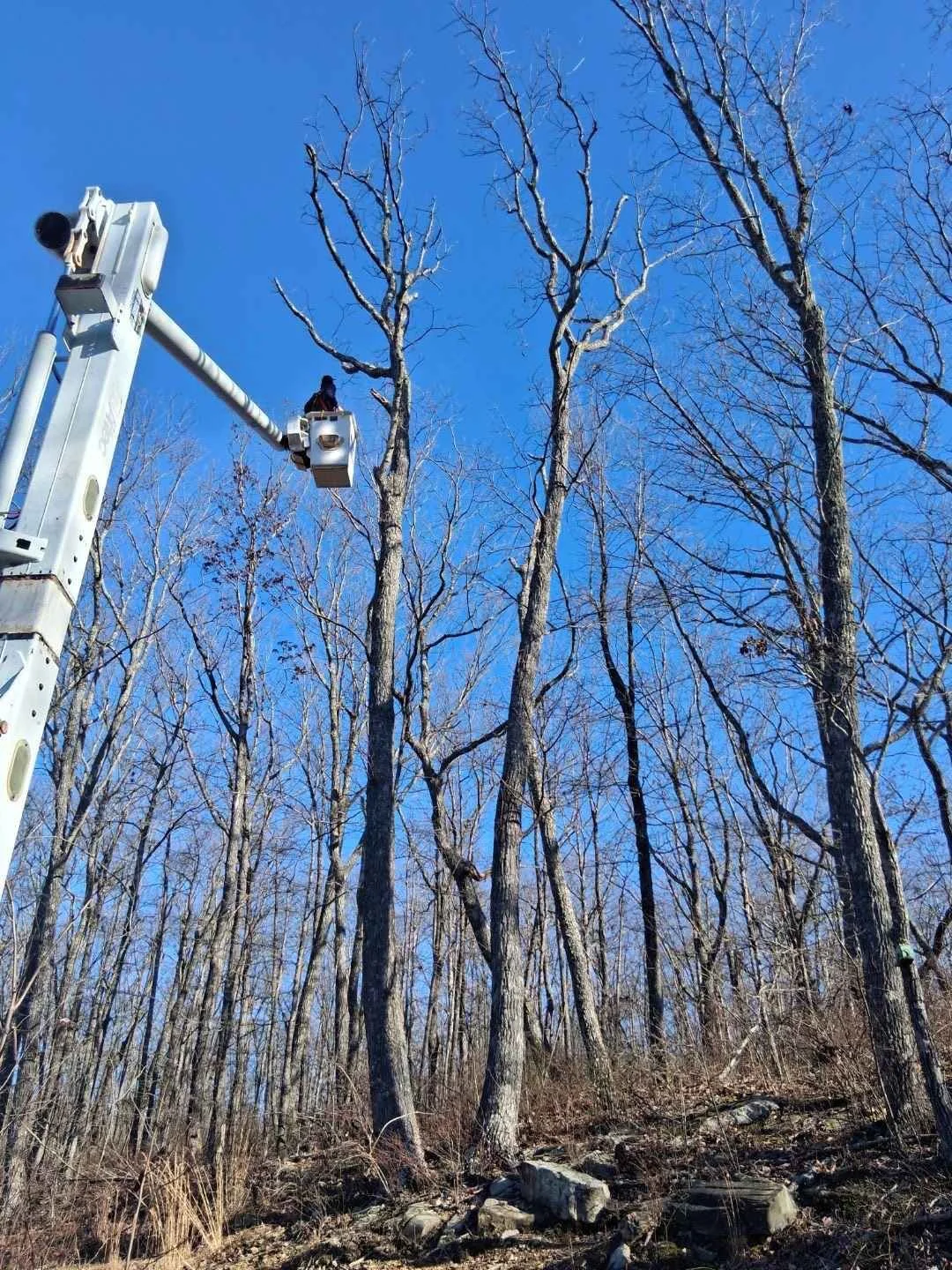 Tree removal in Altamont TN using bucket truck on wooded hillside