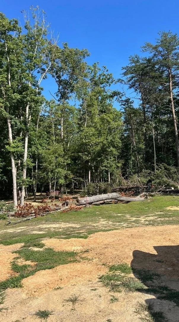 Tree services in Altamont TN – professional tree removal and cleanup on residential property.