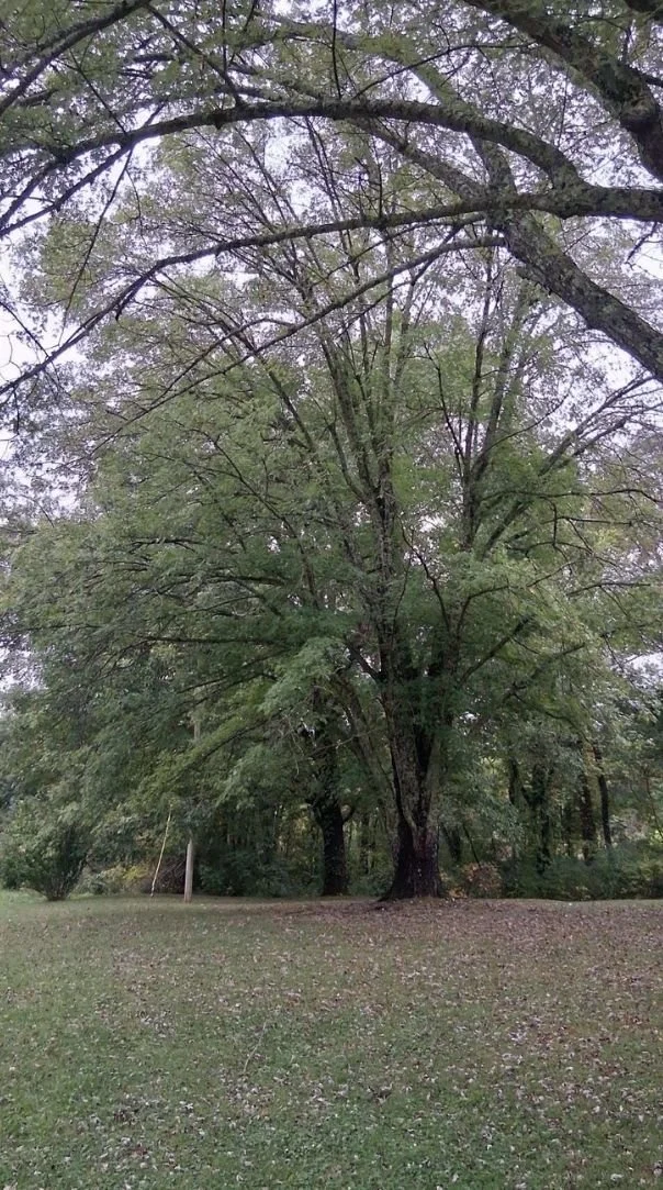Tree trimming in Middle Tennessee to manage overgrown branches and thick growth