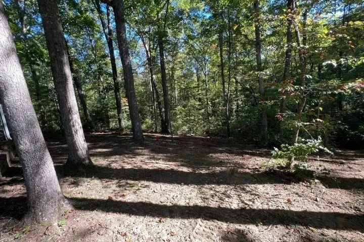 Forestry mulching in Altamont TN – clearing land with low-impact brush and vegetation removal.
