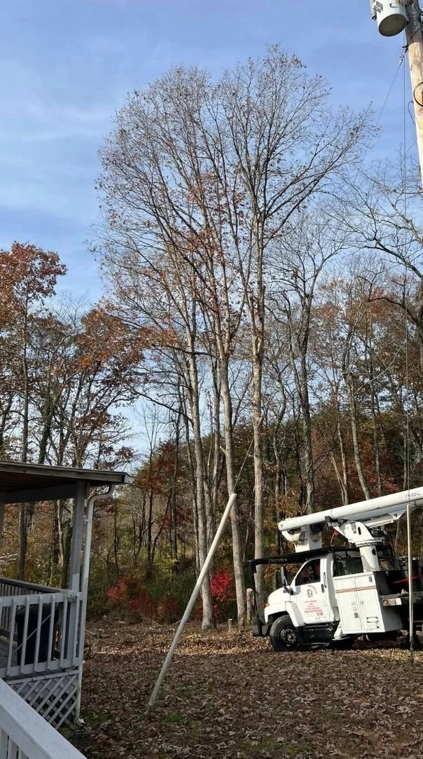 Tree removal in Altamont, TN near a home using controlled cuts to avoid property damage