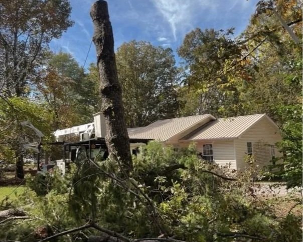 Tree removal and cutting service in Altamont TN – safe removal of hazardous or fallen trees.