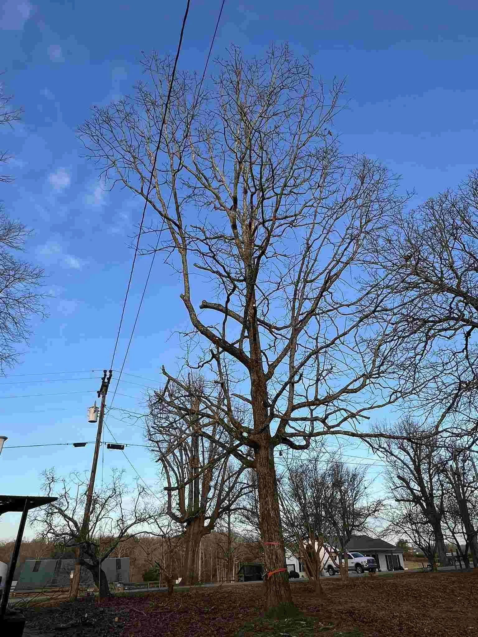 White oak tree removal in McMinnville, TN located near power lines and nearby structures
