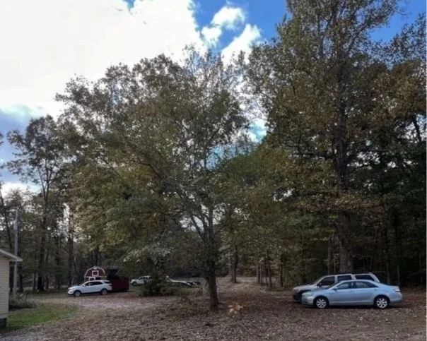 Tree pruning in Altamont TN – shaping and maintenance for healthy, strong trees