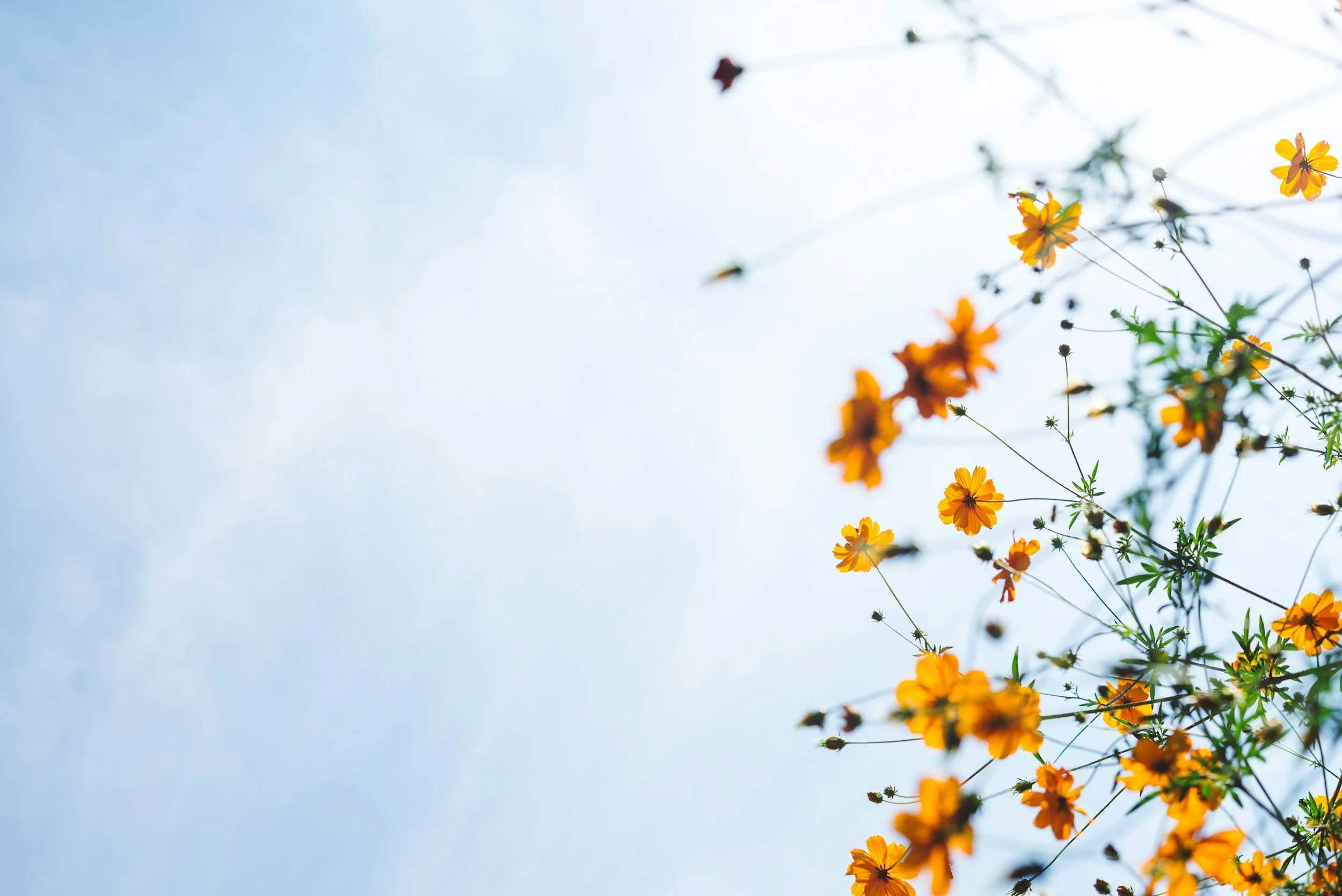 Yellow and orange flowers blooming against a blue sky with few clouds.