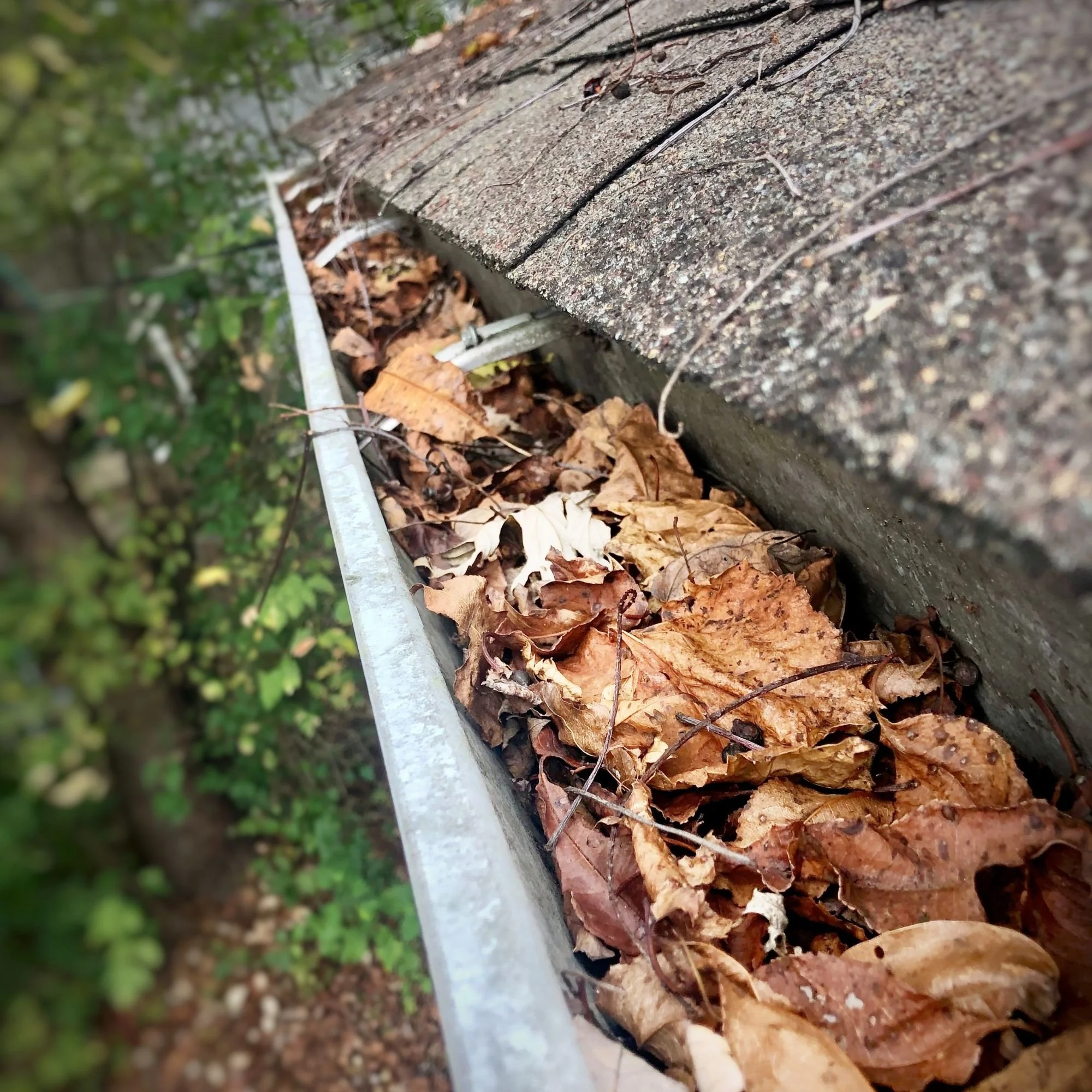 Roof Gutters filled with leaves, dirt, and debris in need of maintenance