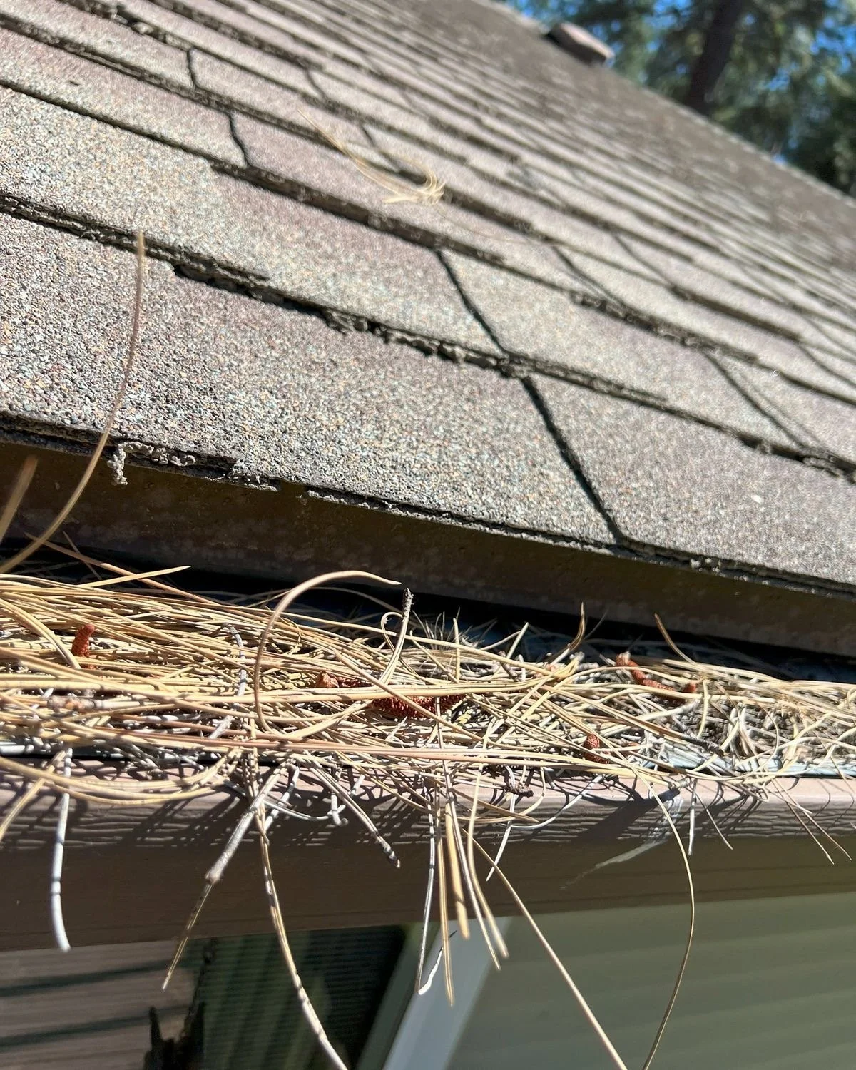 Roofs, Gutter &  Patio Cleaning