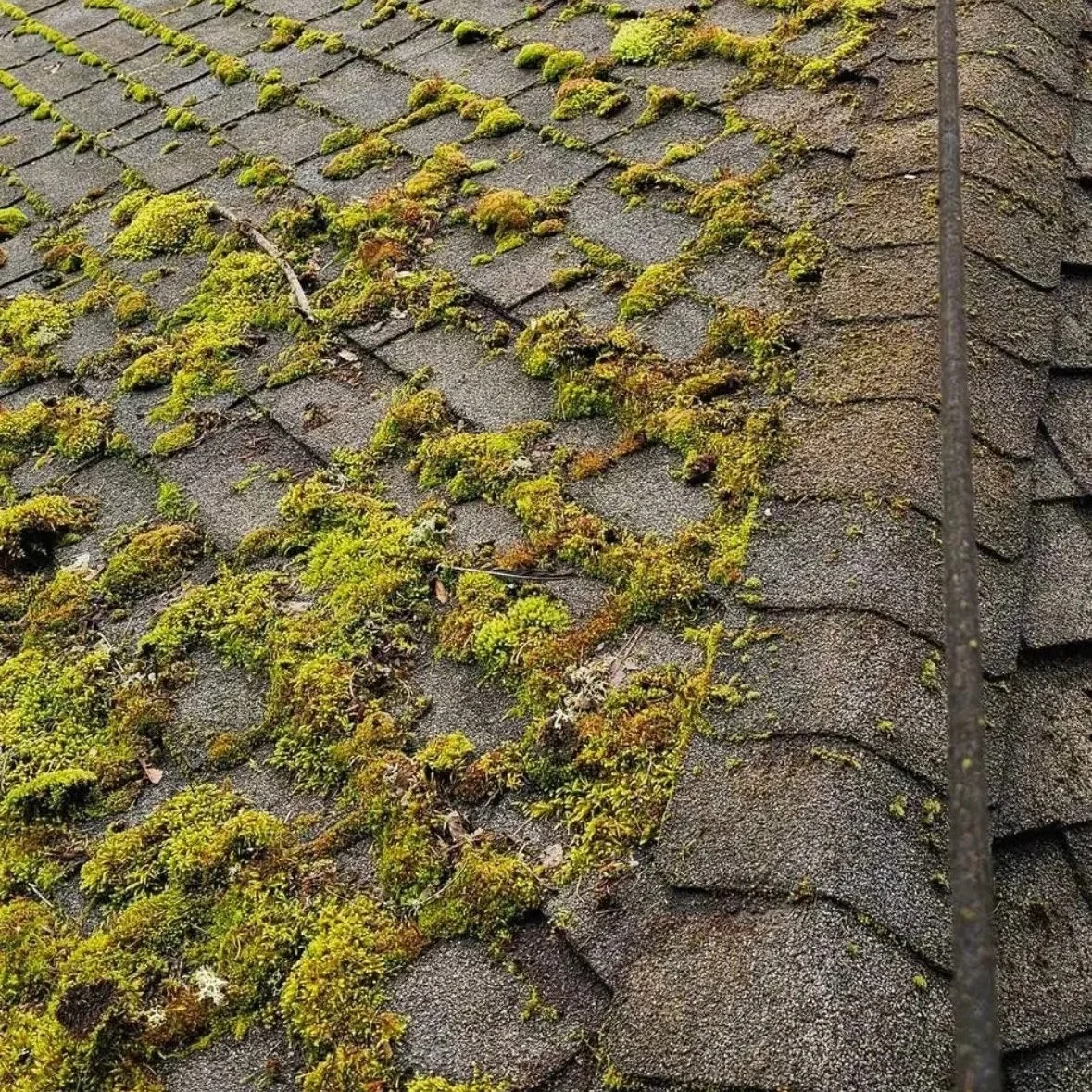 Moss growing on roof shingles, with some dirt and debris.