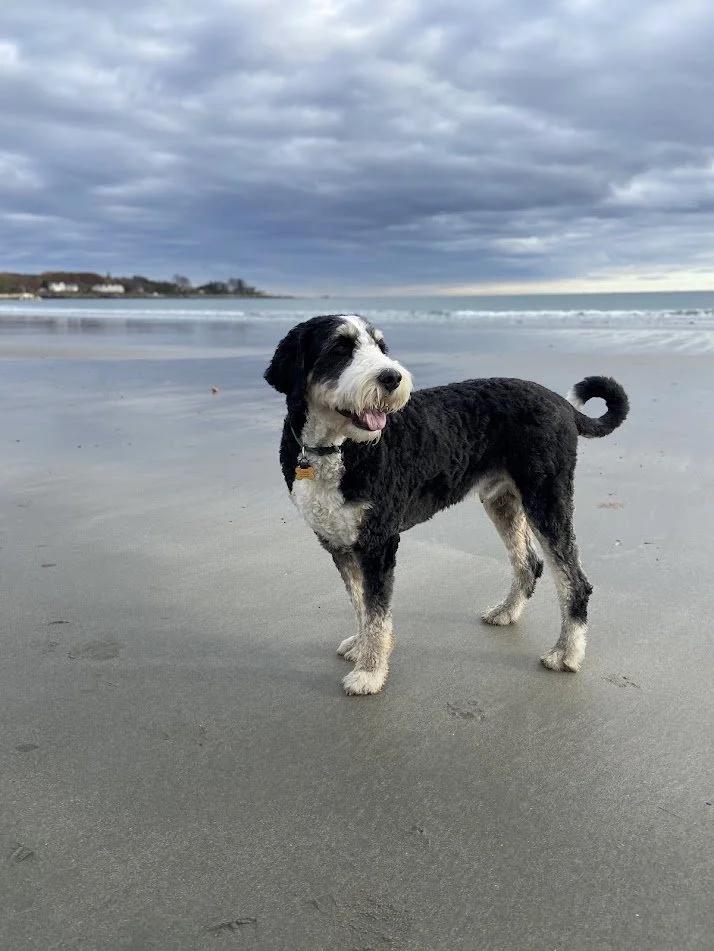 A black and white dog standing on a sandy beach near the ocean with a cloudy sky overhead.