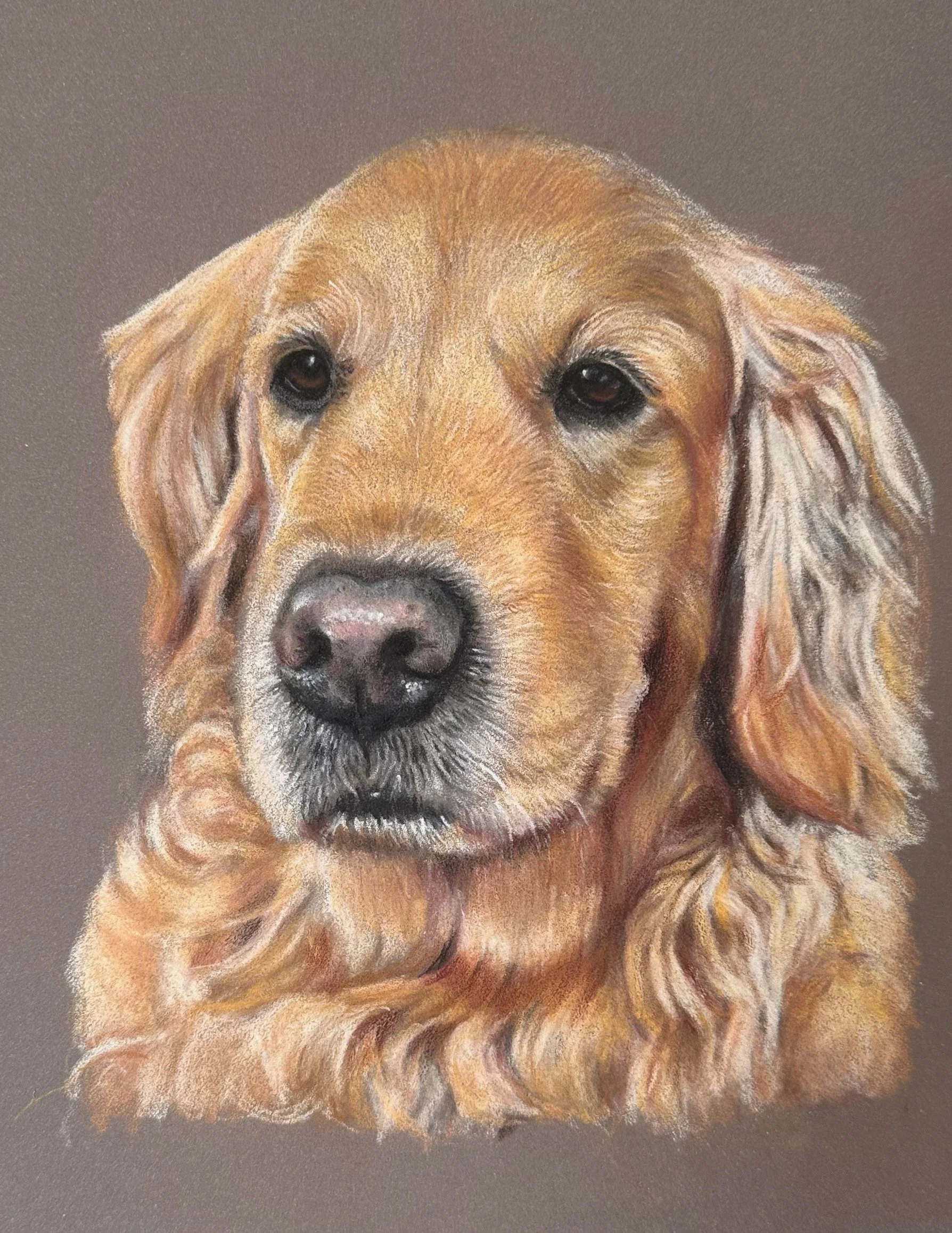 Colored pencil drawing or painting of a golden retriever dog with a brown background.