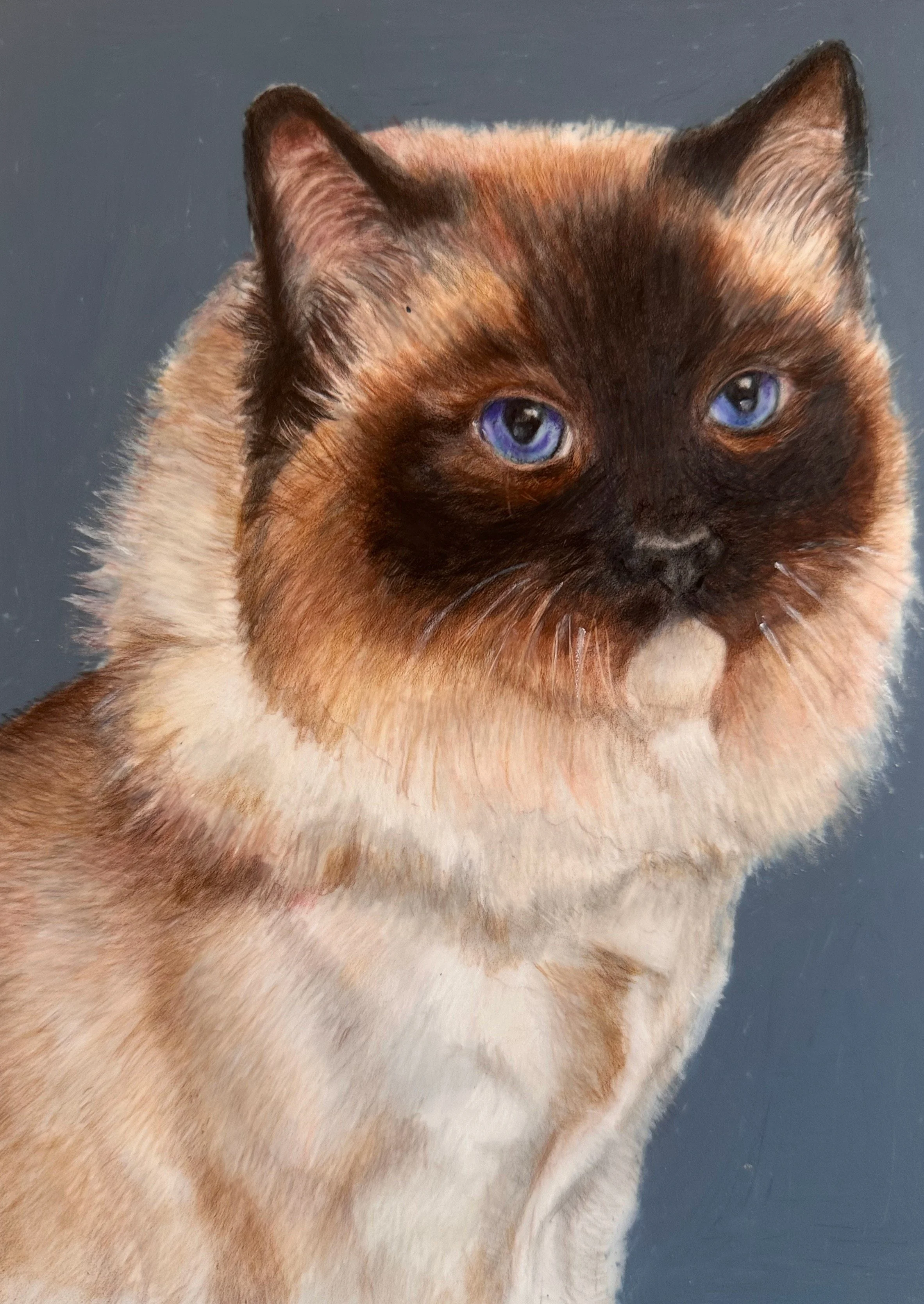 A Siamese cat with blue eyes and brown and cream fur.