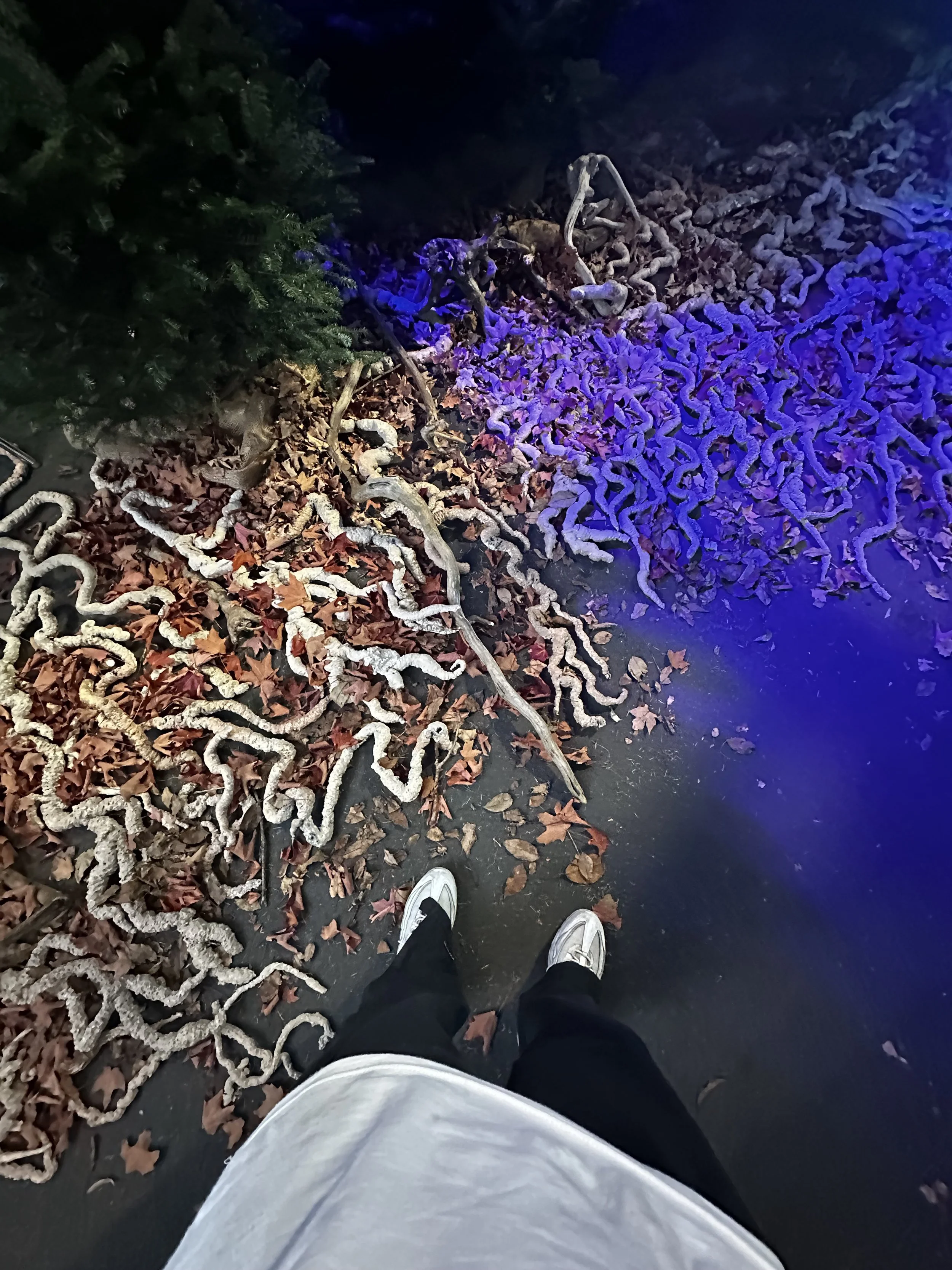 IMG_1349.jpeg