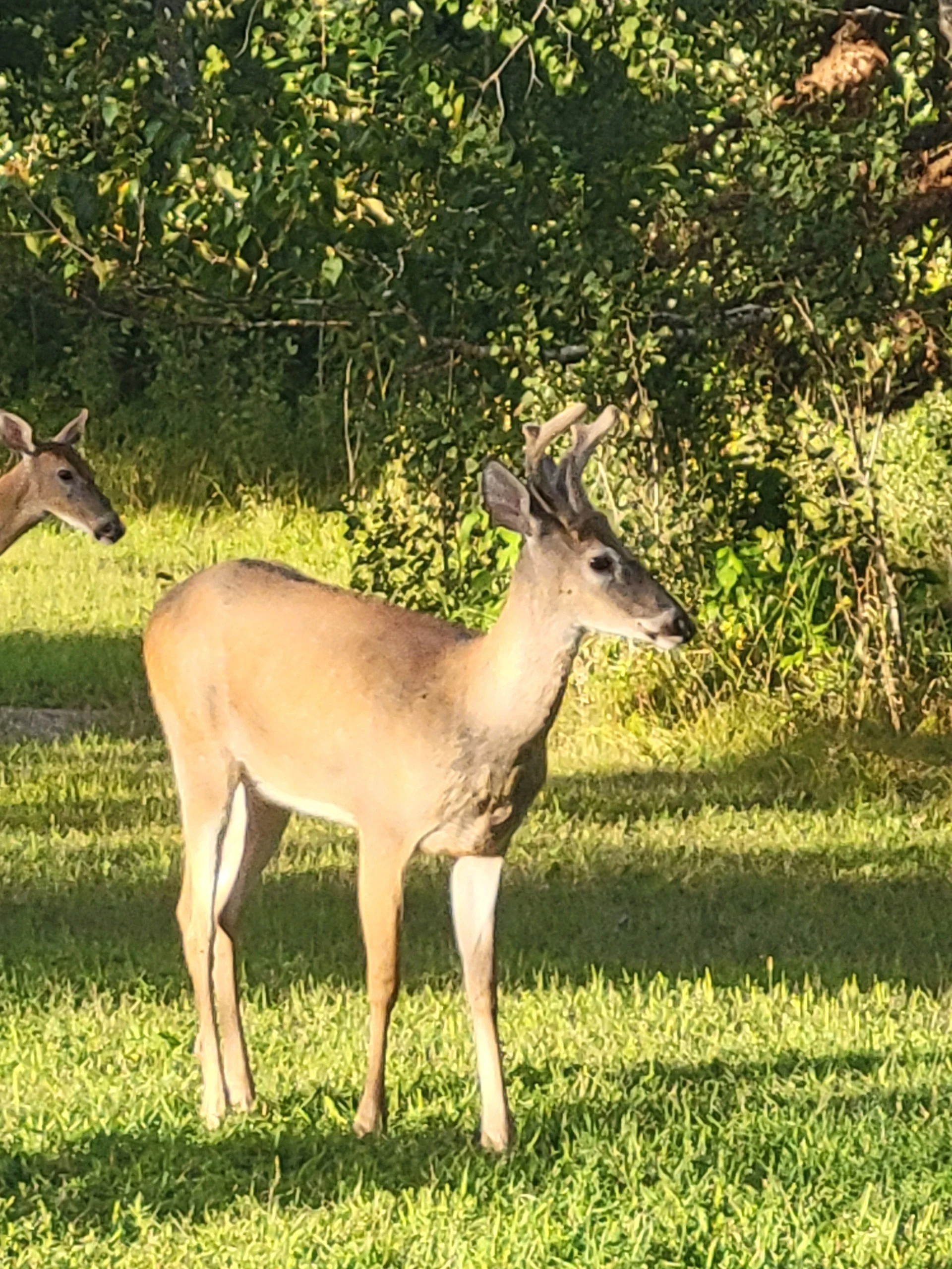 Young buck at deer feeing station
