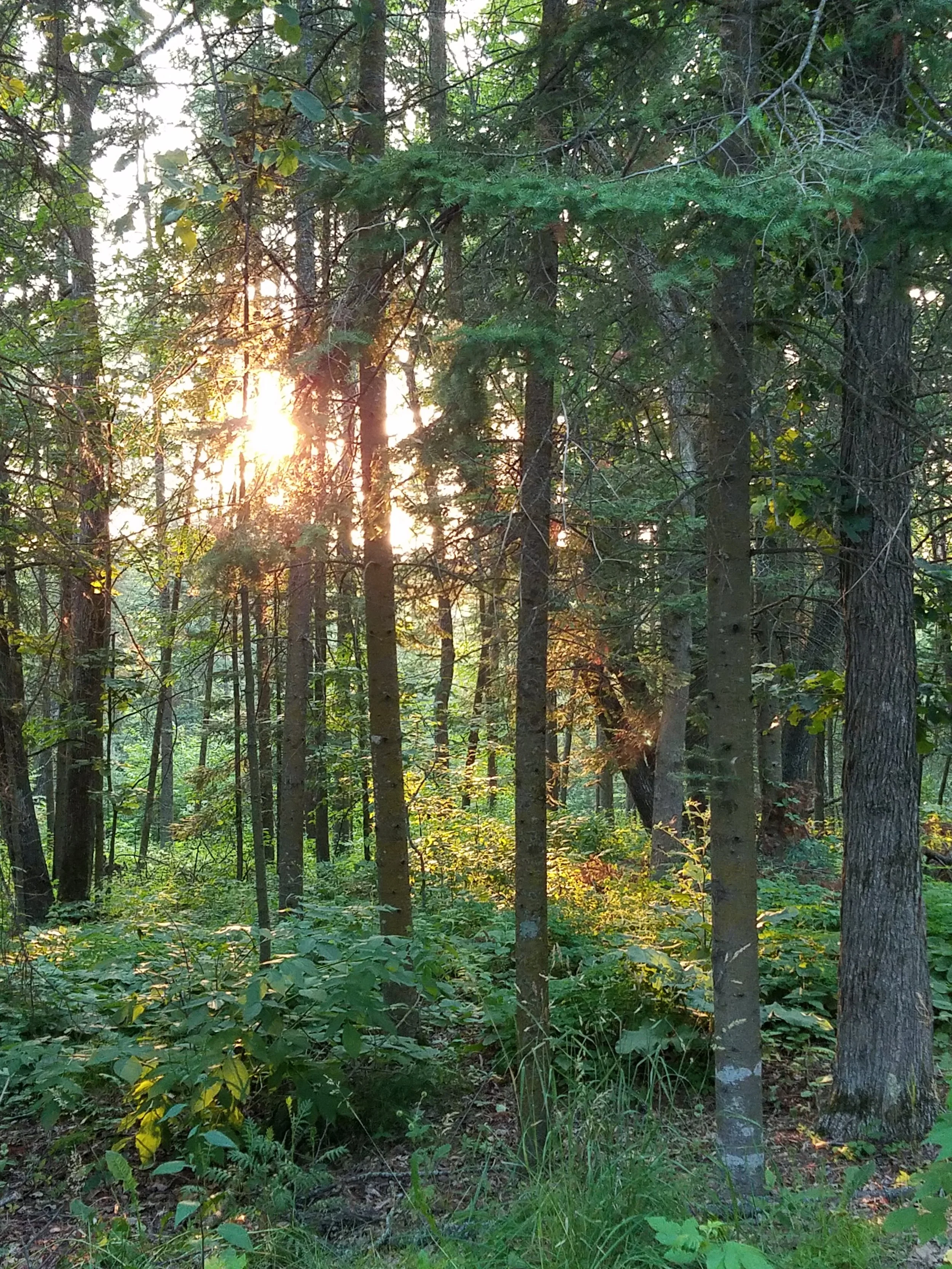 Sunlight streaming through trees in forest