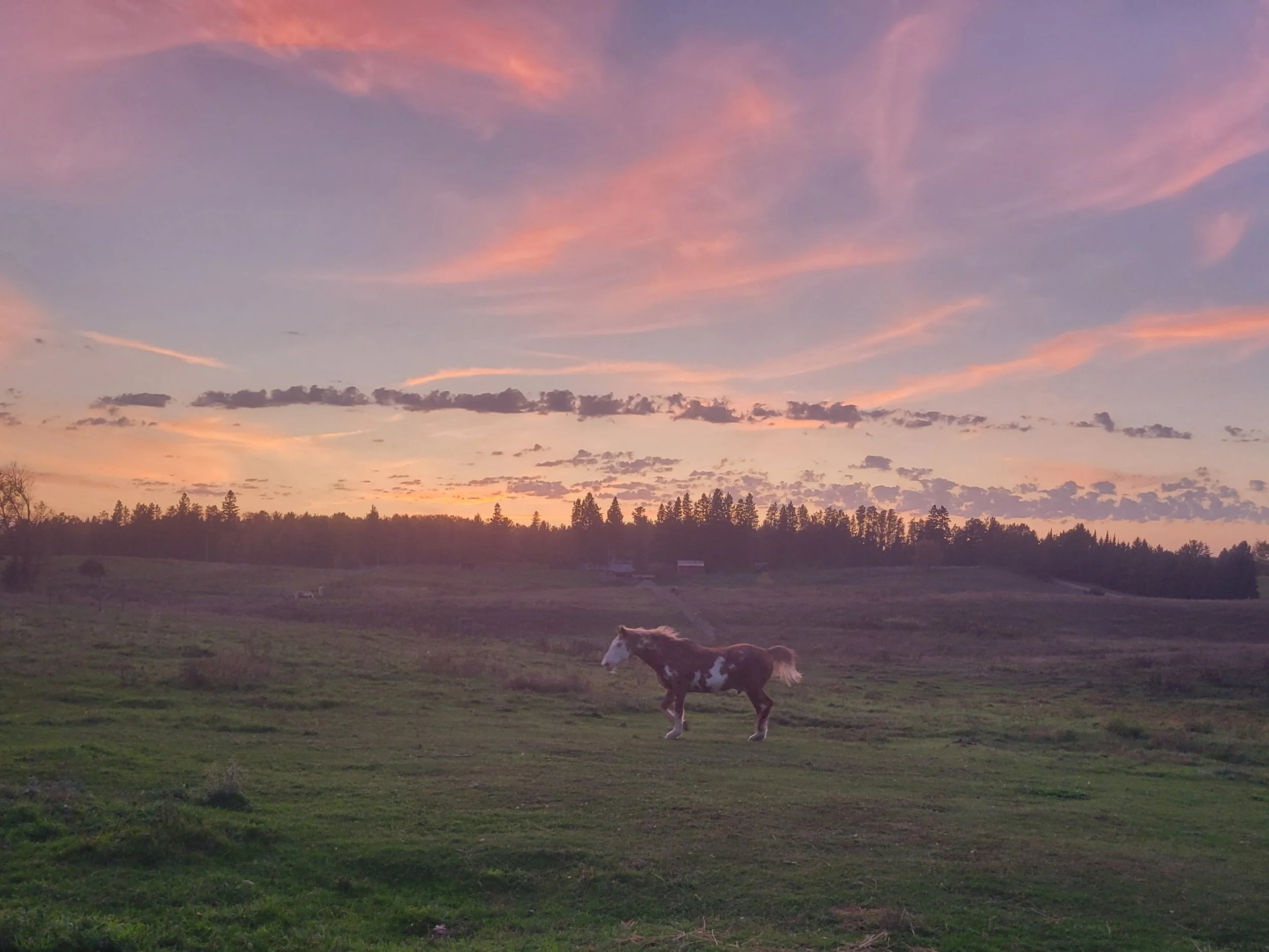 Horse running through field at sunset