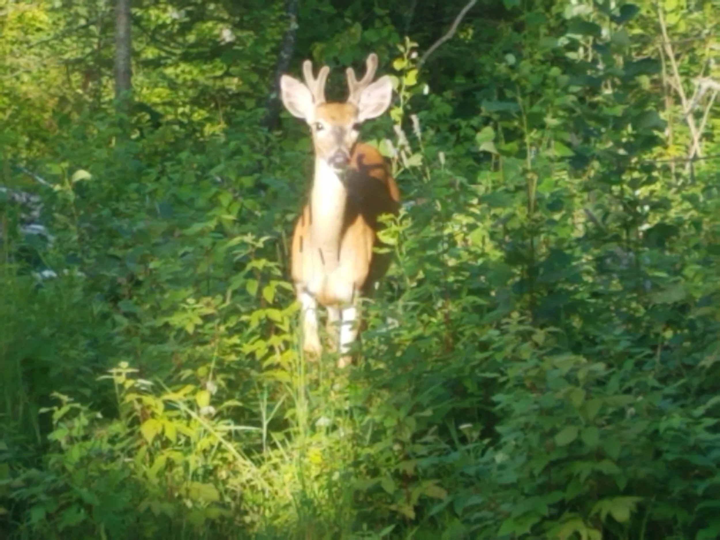 1st session enrollment - deposit