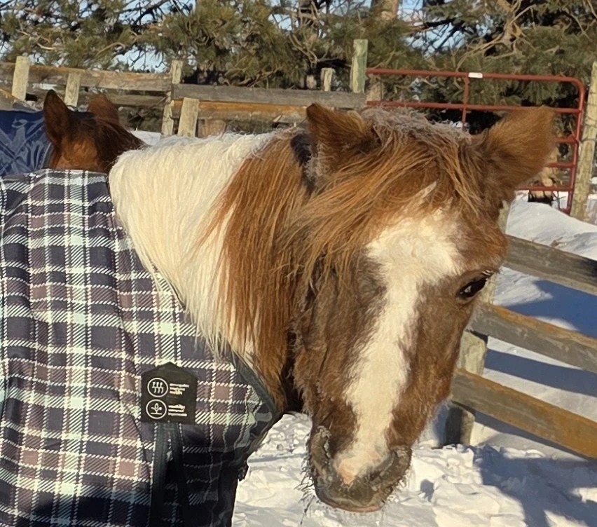 Wooly horses showing off their coats!