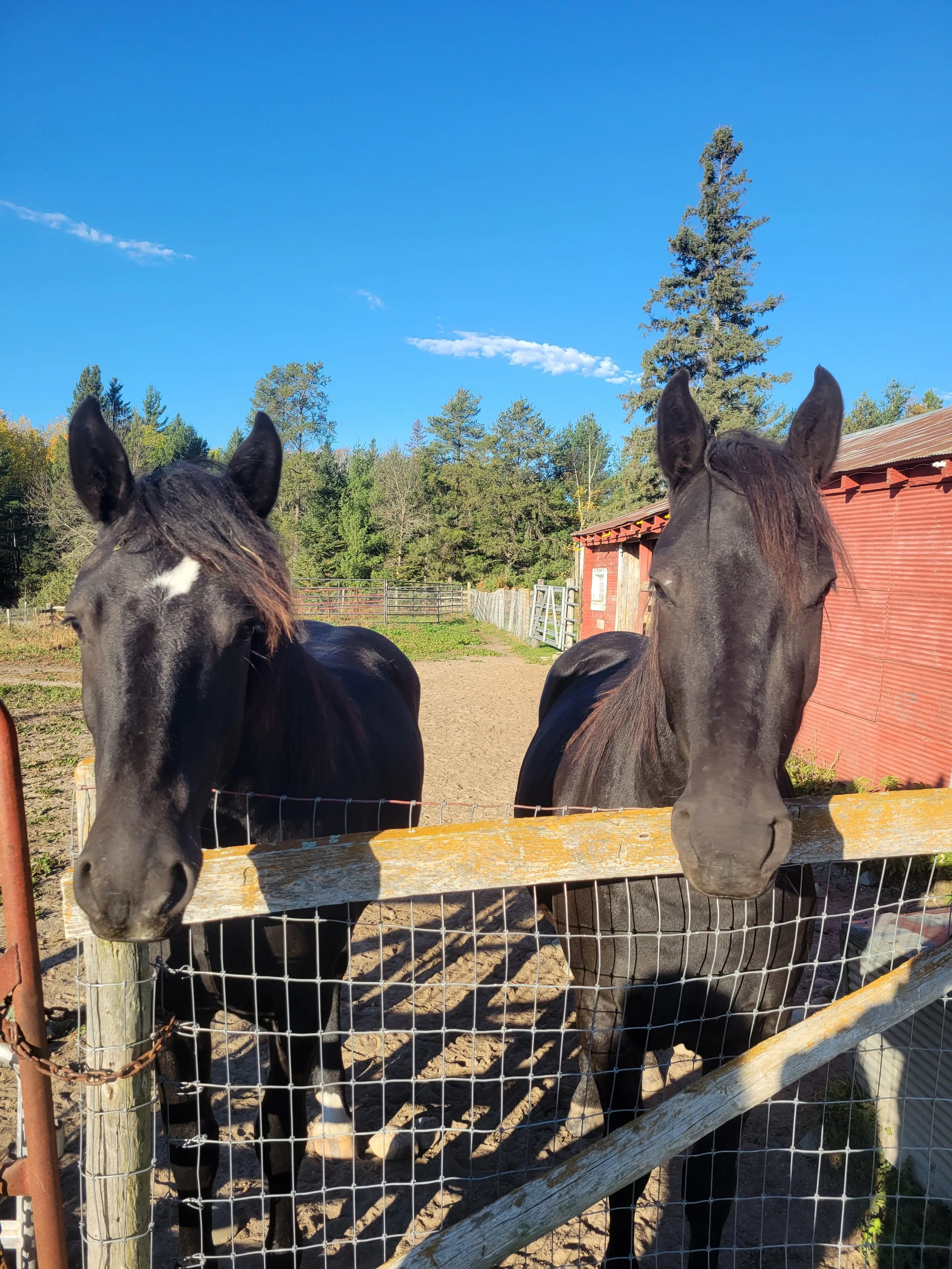 Lexi and Bailey growing up at Tamahay!