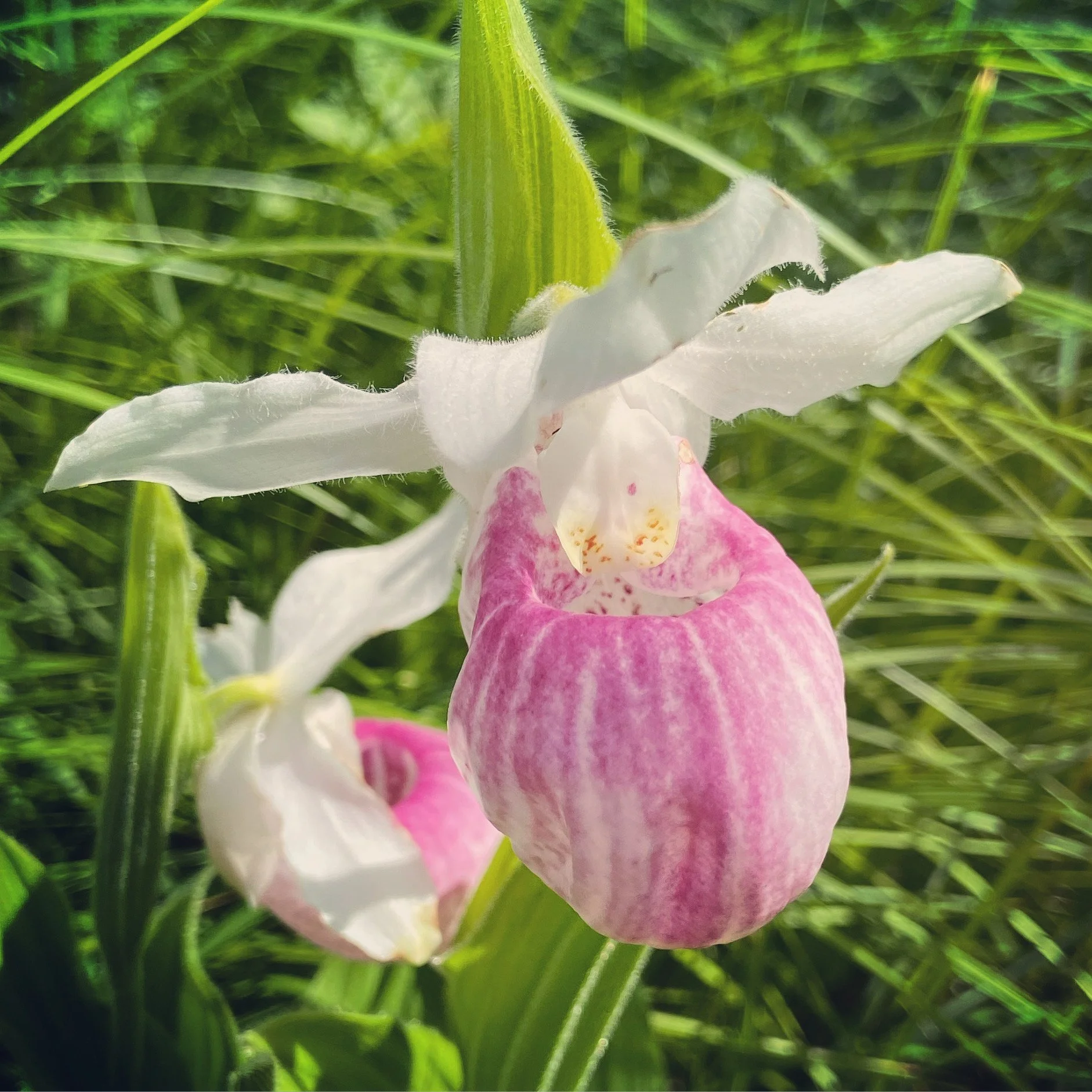 Pink lady slipper in bloom