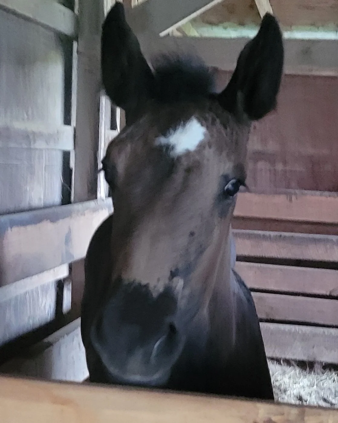 Baby horse in stall