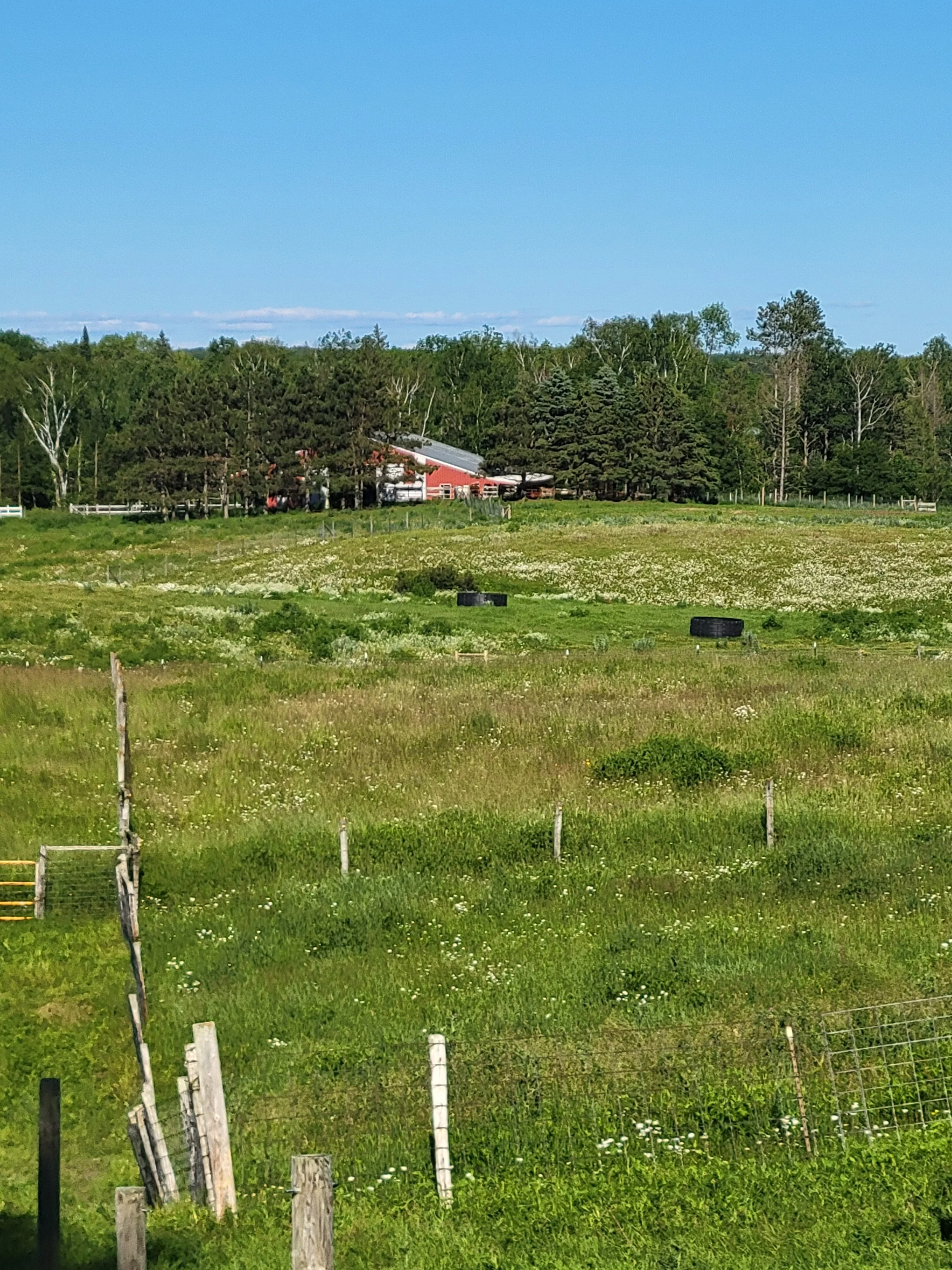 Red barn with pine trees and pastures in front