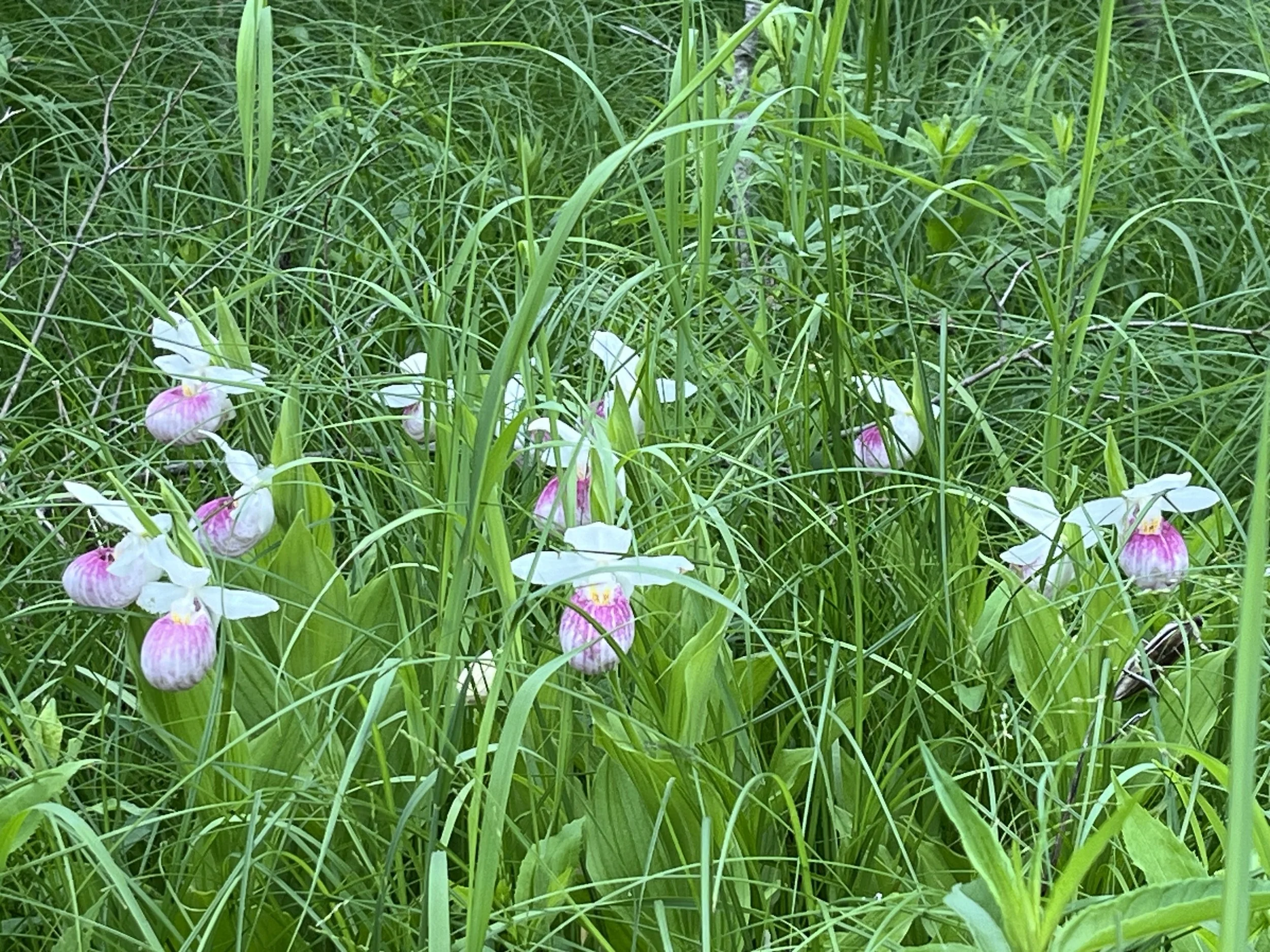 4 week camper enrollment - deposit