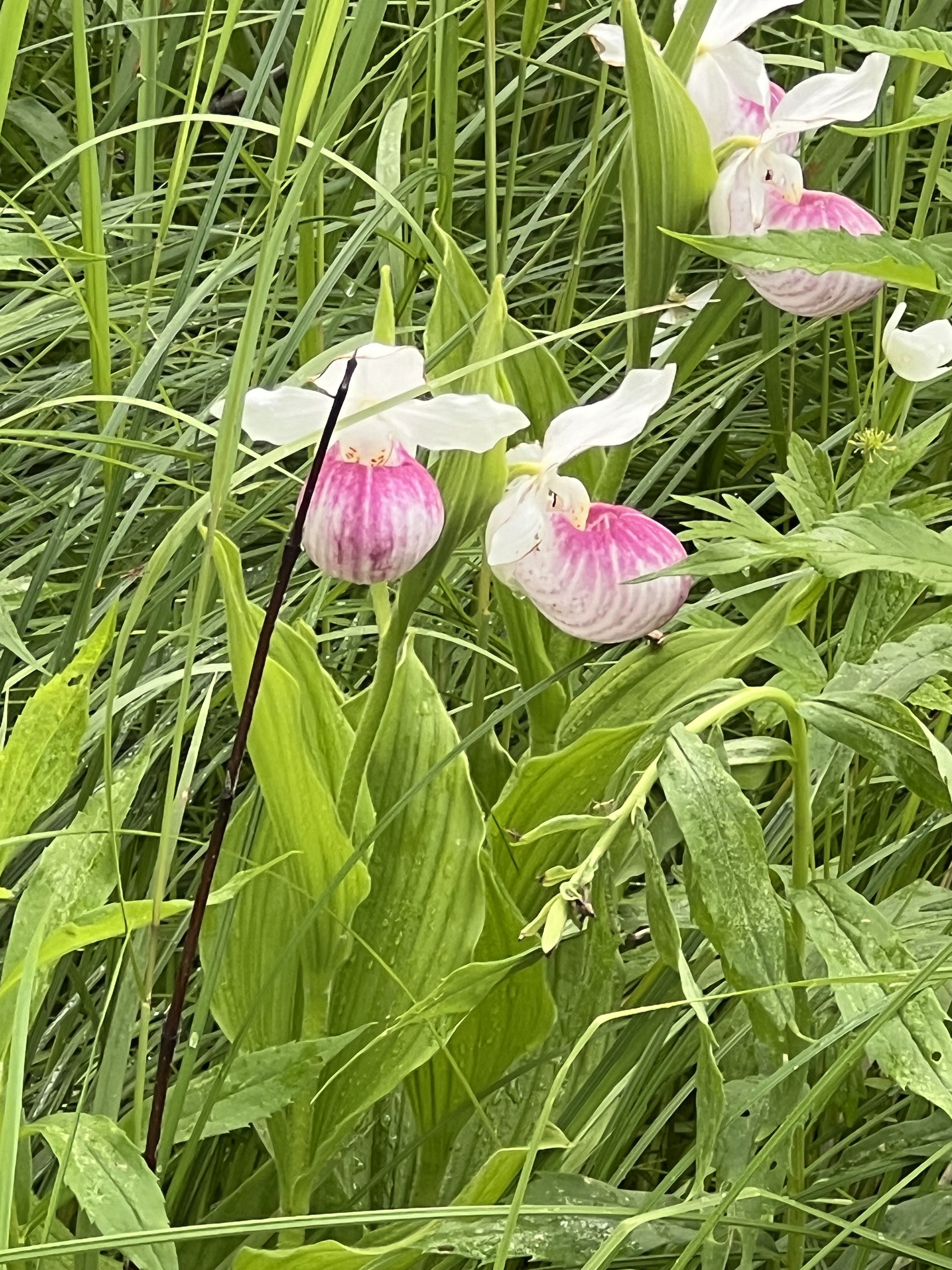 Lady slipper flowers blooming
