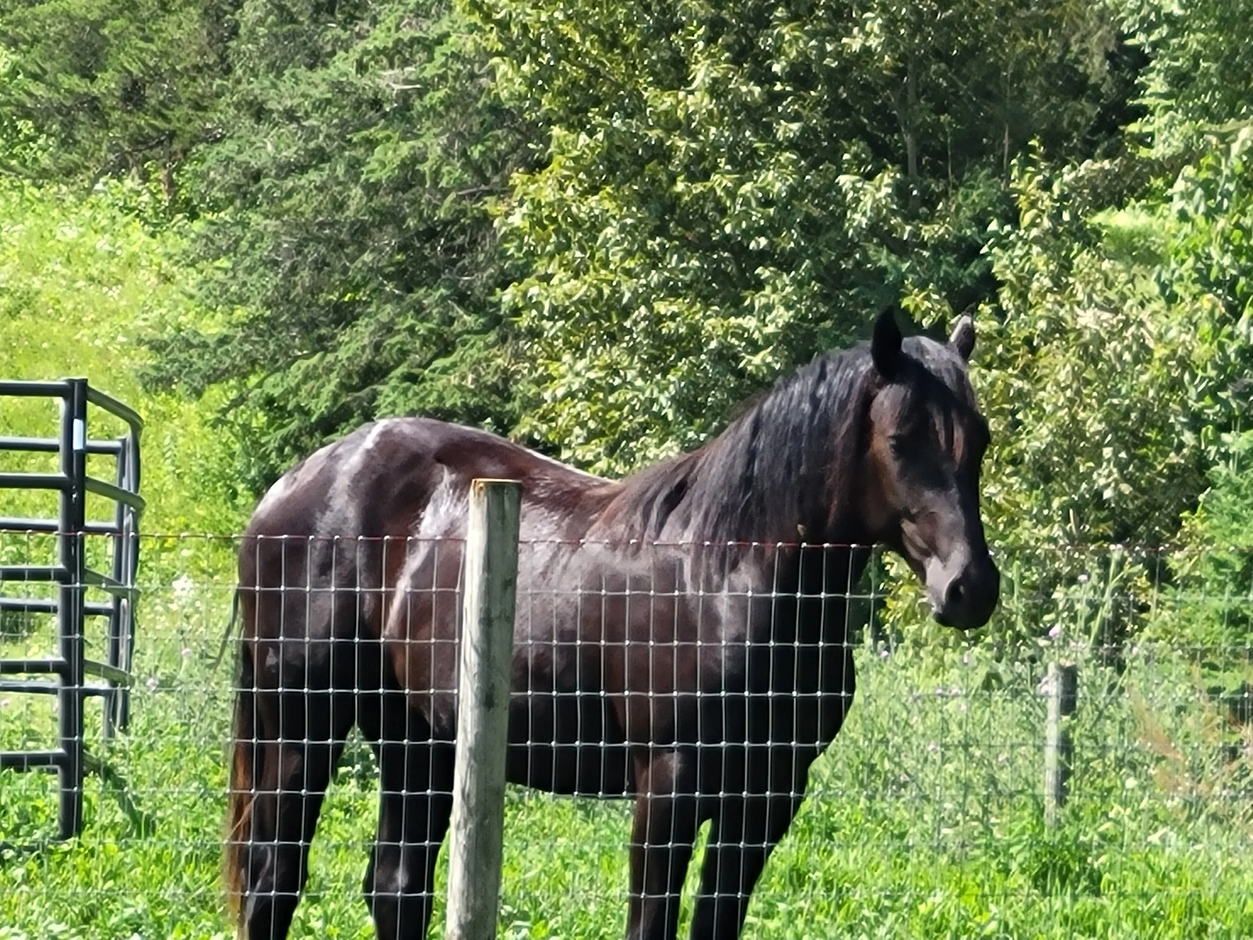 Shiny black horse at fence