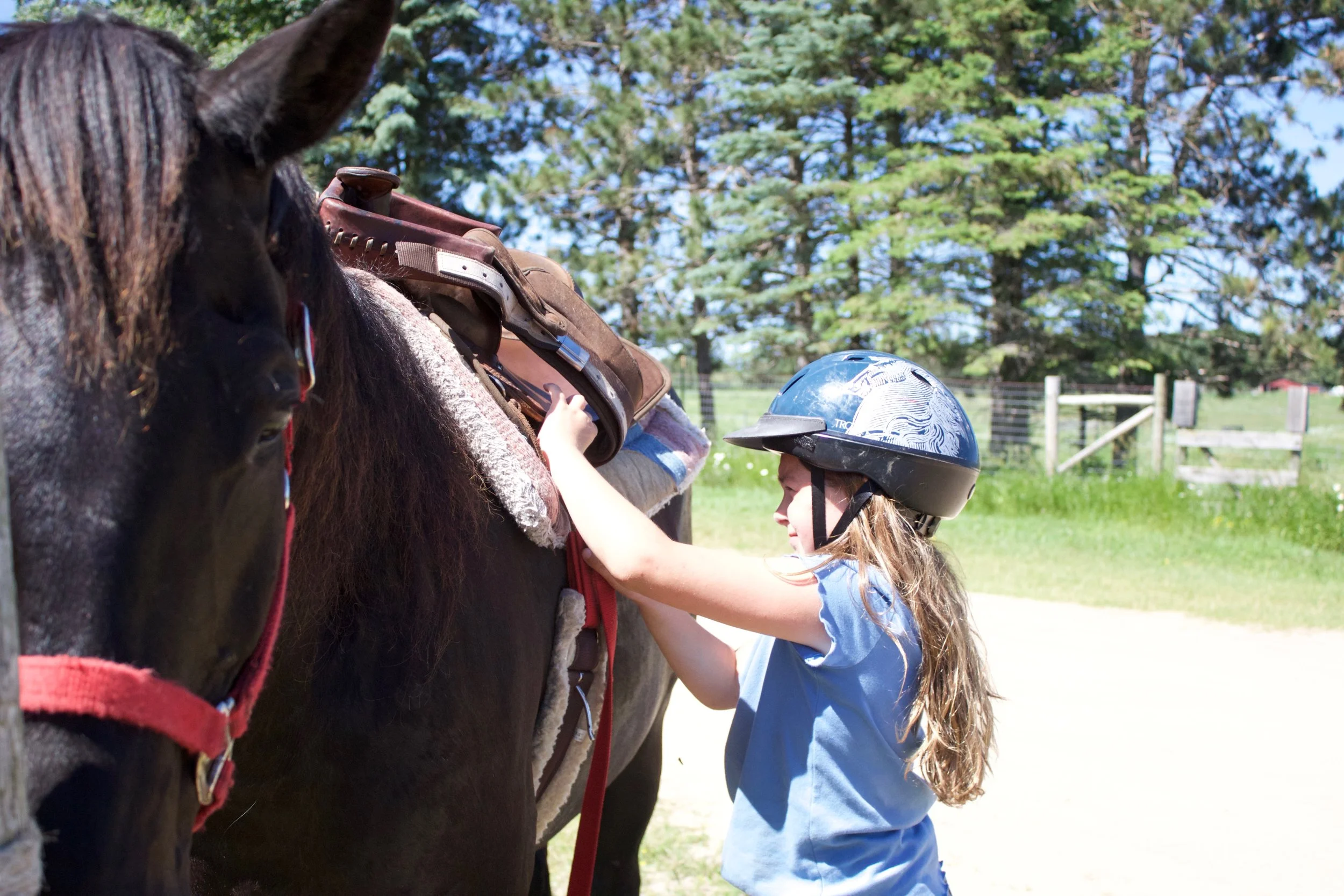 Girl saddling black horse