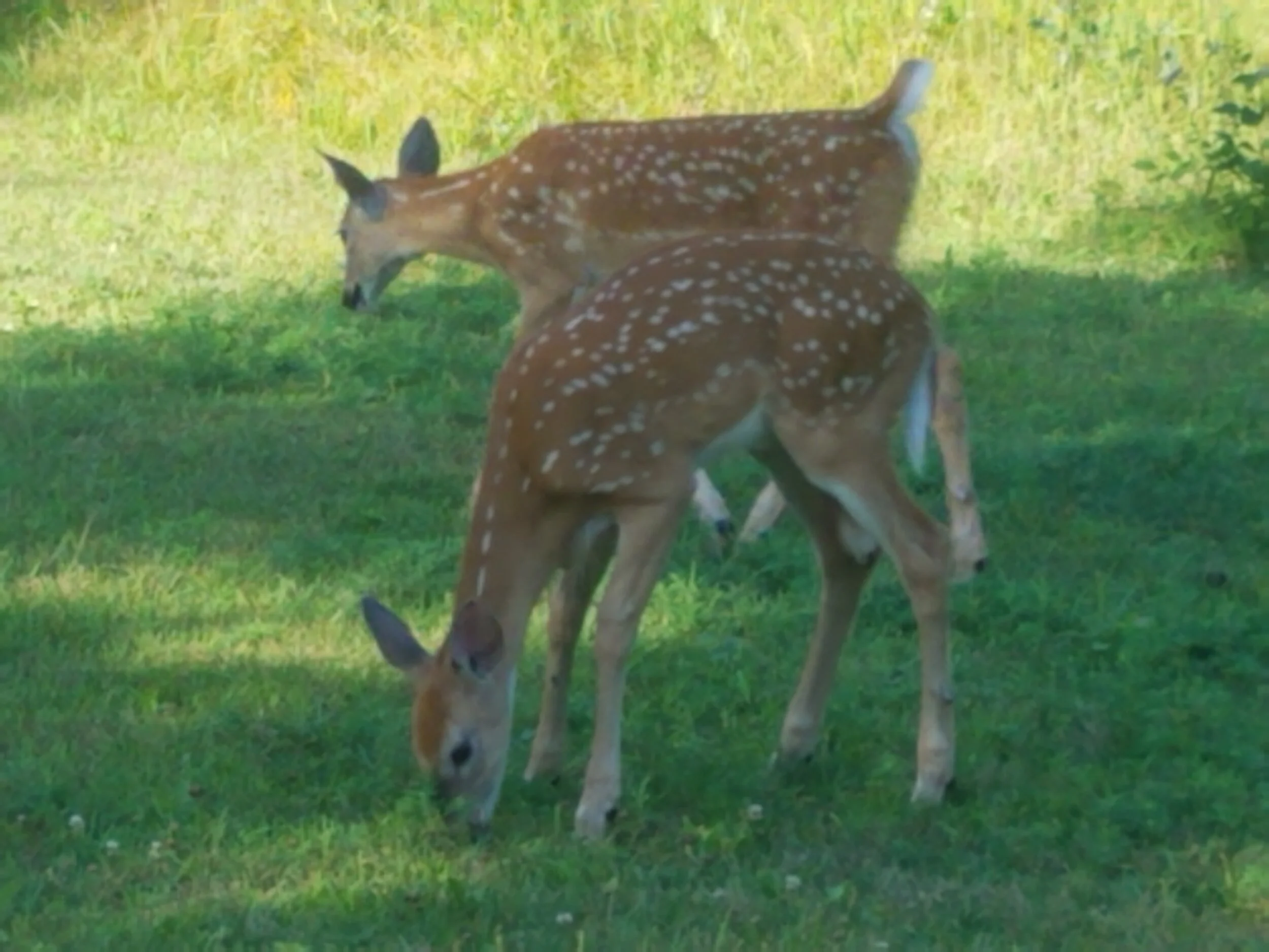 Twin fawns at deer feeing station