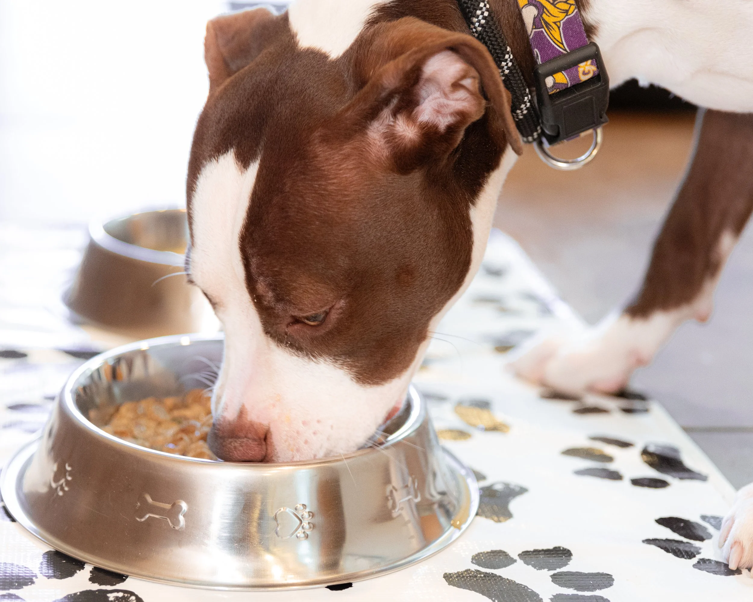 A brown and white dog eatingfood from a metal bowl on a patterned surface.
