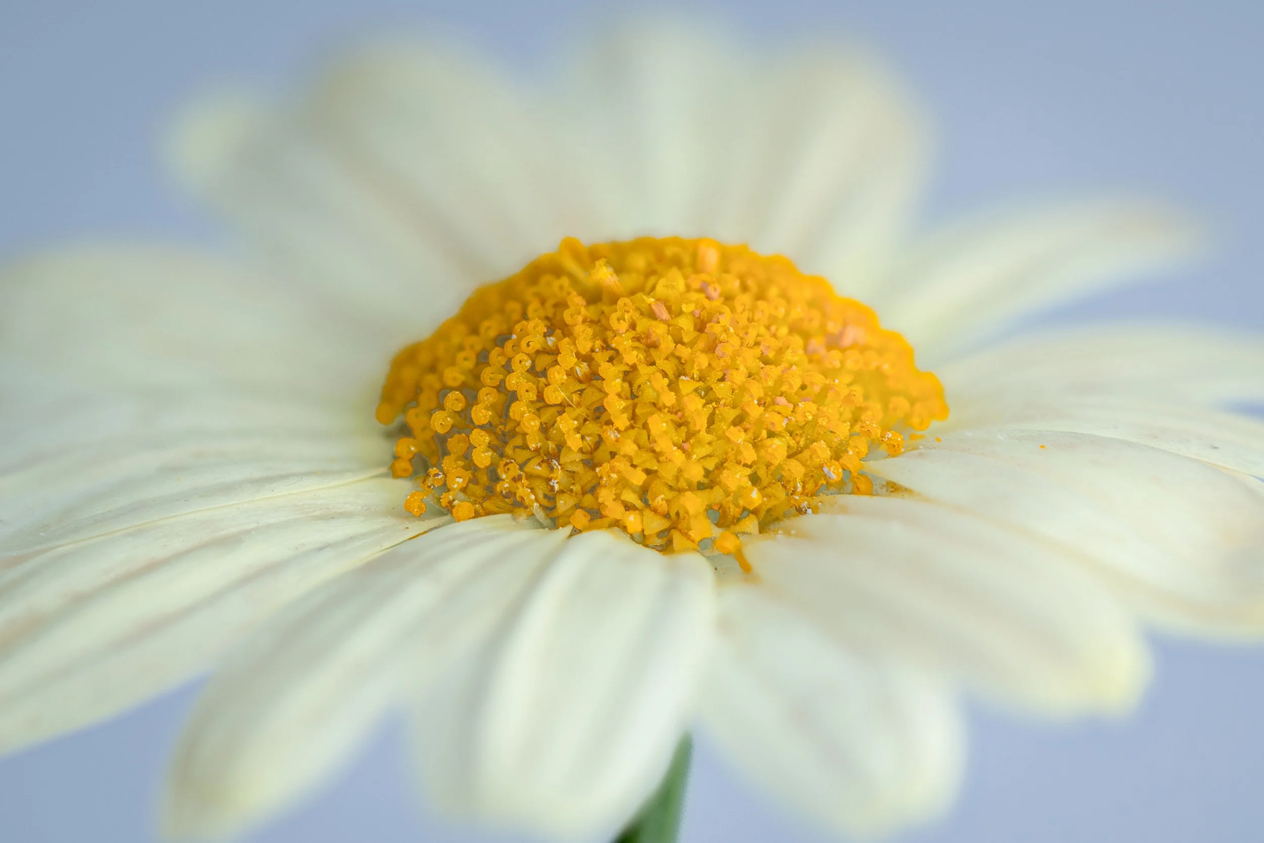 Close-up of a white flower with a bright yellow center and white petals.